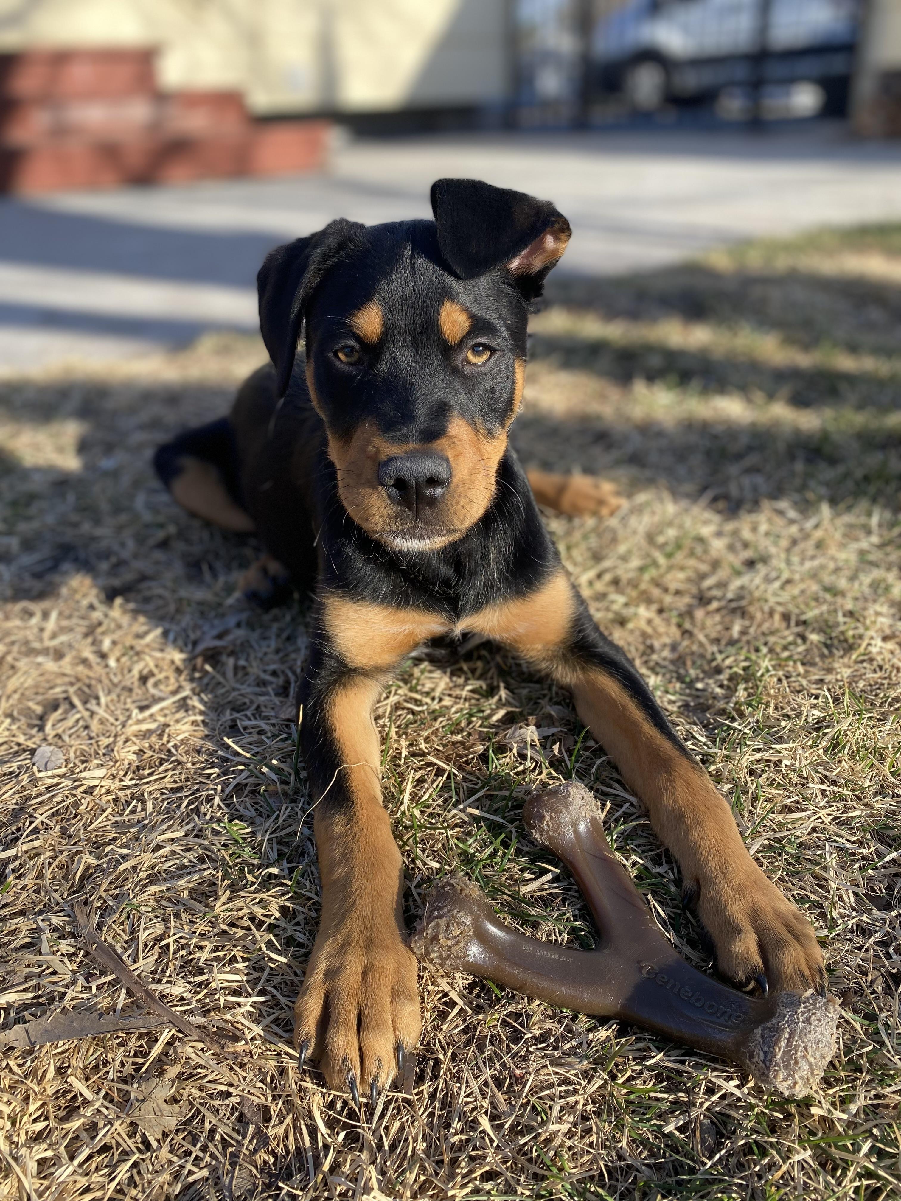 Mick Jager, an adopted mixed breed in Minneapolis, MN image 6/6