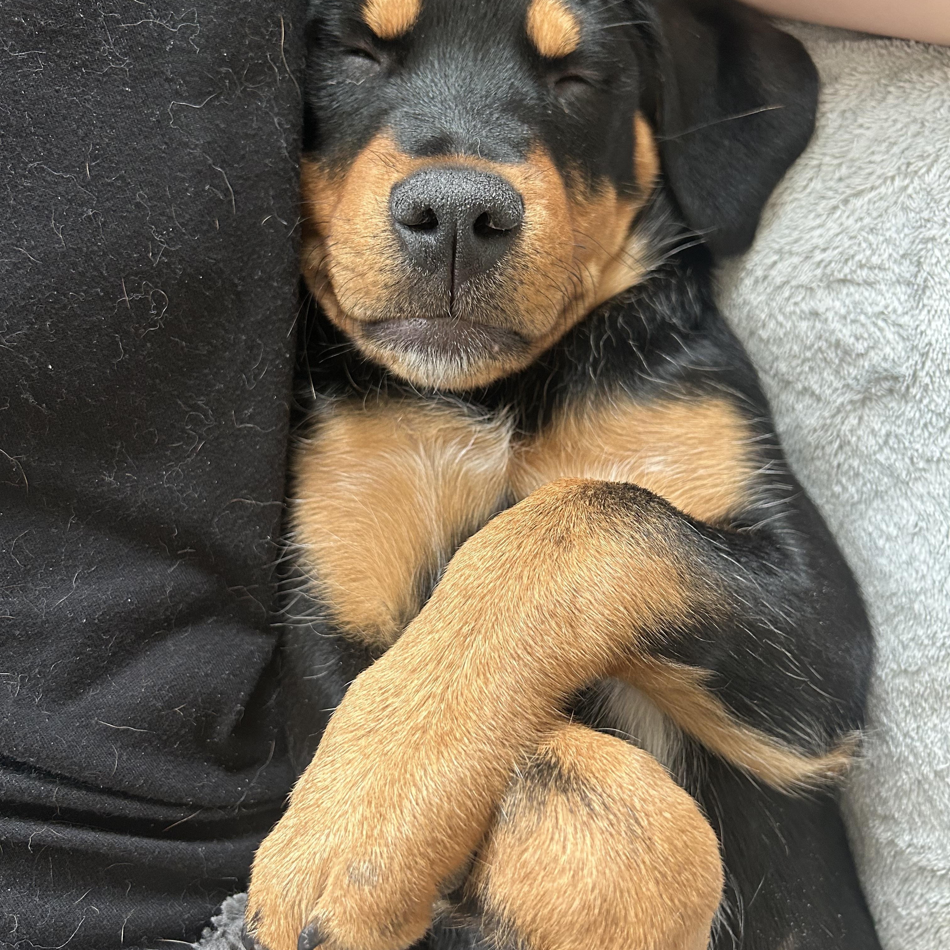 Mick Jager, an adopted mixed breed in Minneapolis, MN image 3/6