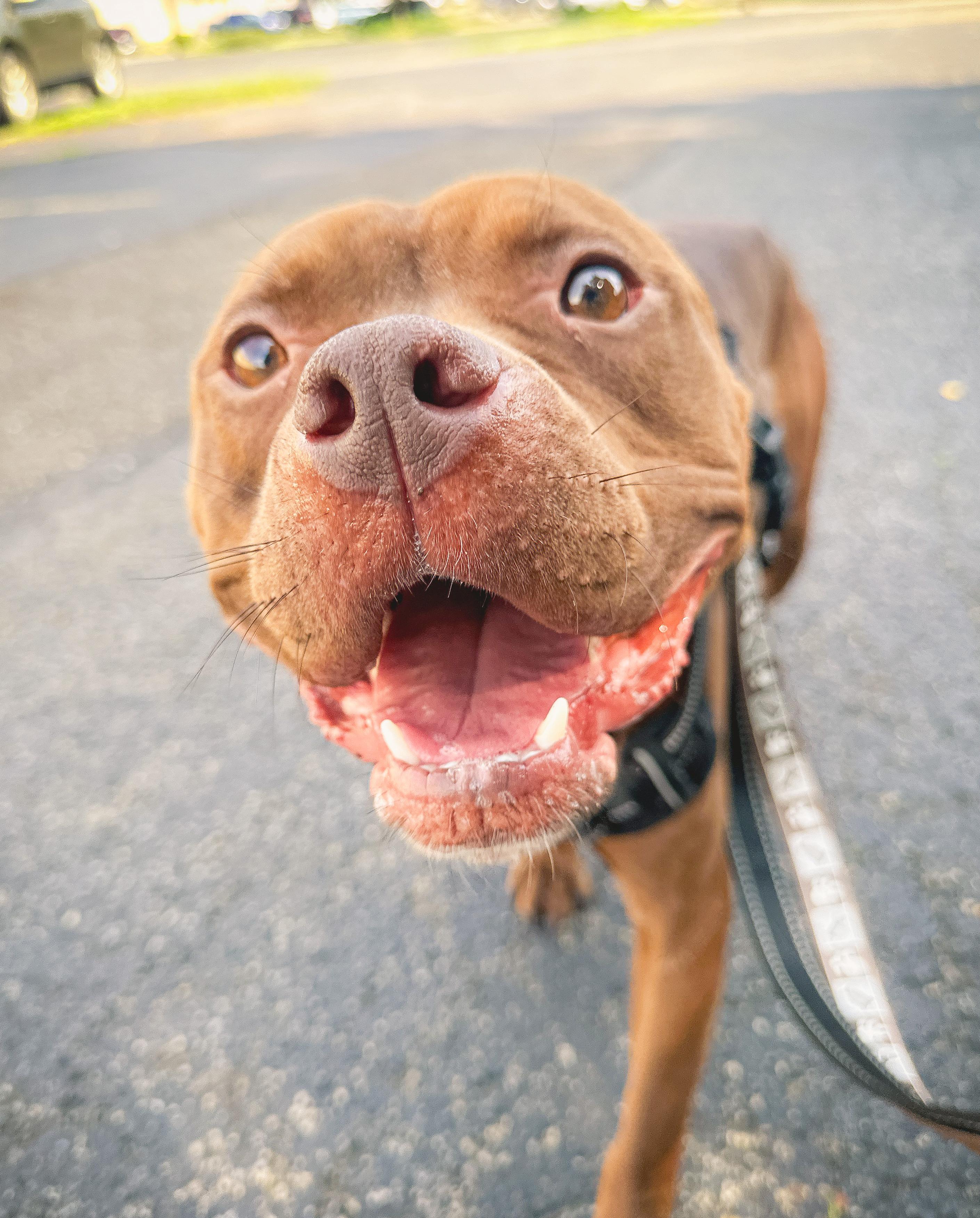 Enlarge Princess, an adoptable American Bully in Youngstown, OH image 2/6