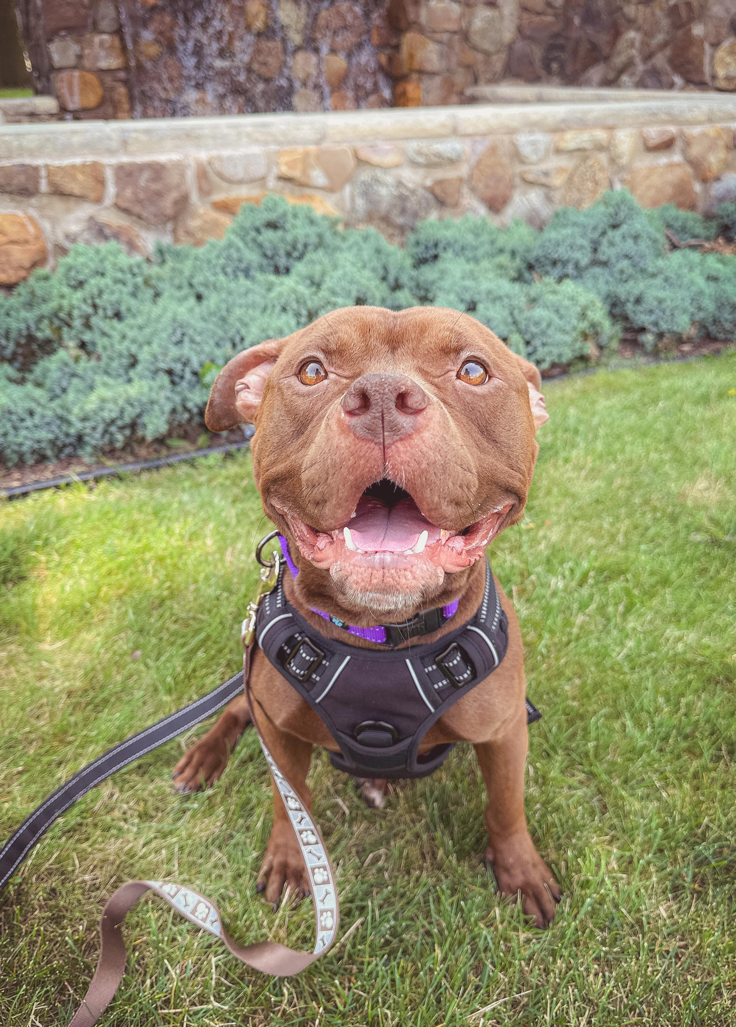 Princess, adoptable, Young Female American Bully.