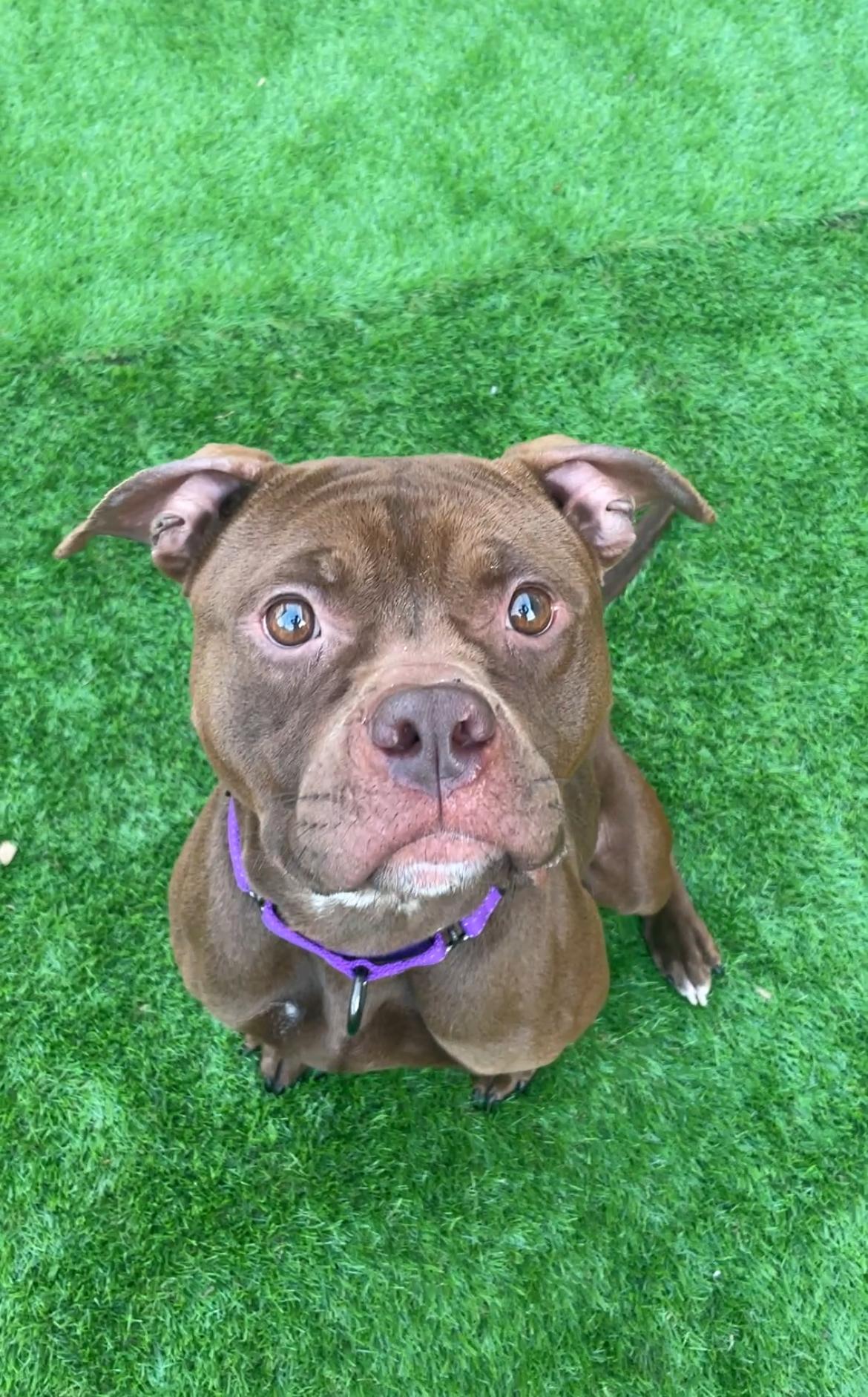 Enlarge Princess, an adoptable American Bully in Youngstown, OH image 3/6