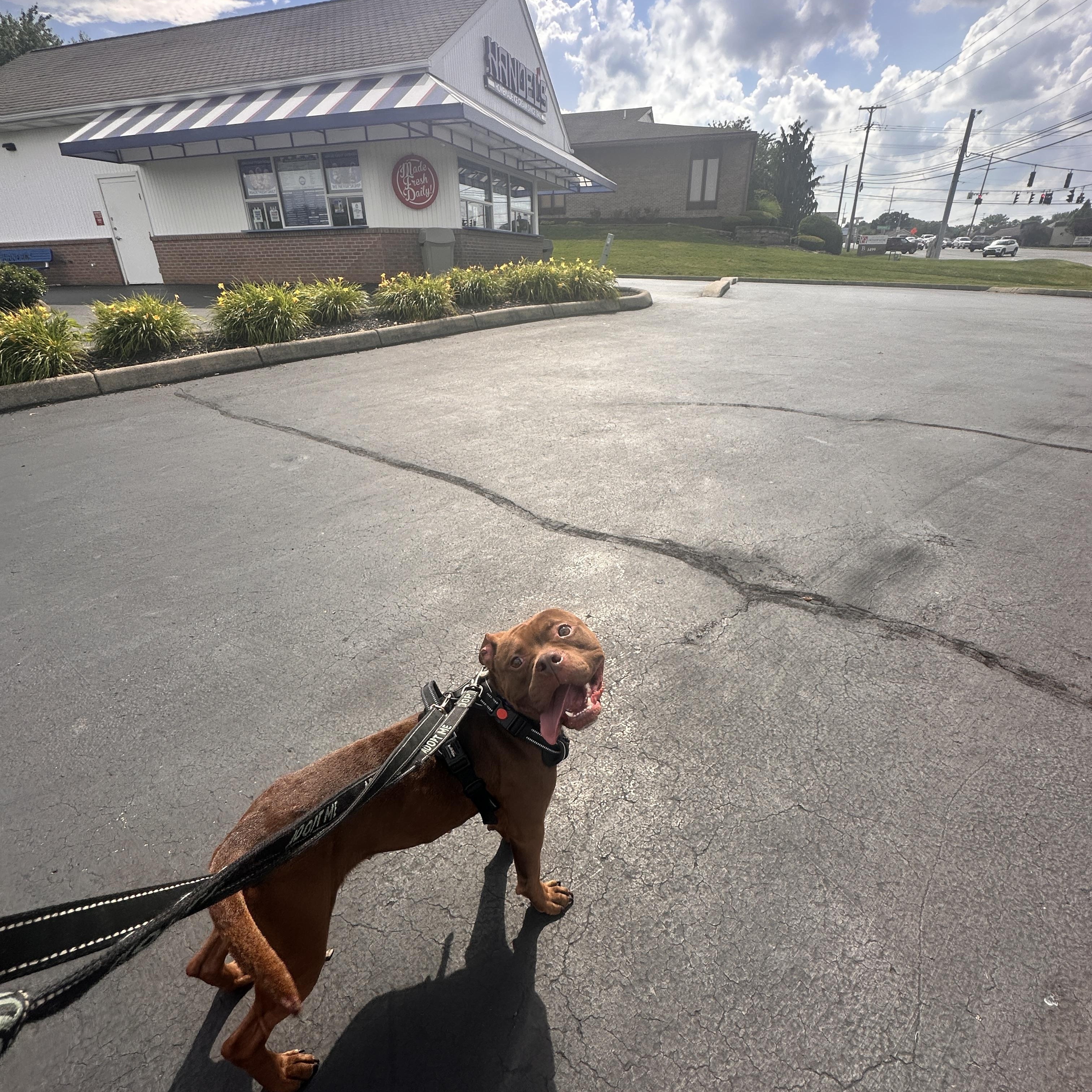 Enlarge Princess, an adoptable American Bully in Youngstown, OH image 4/6