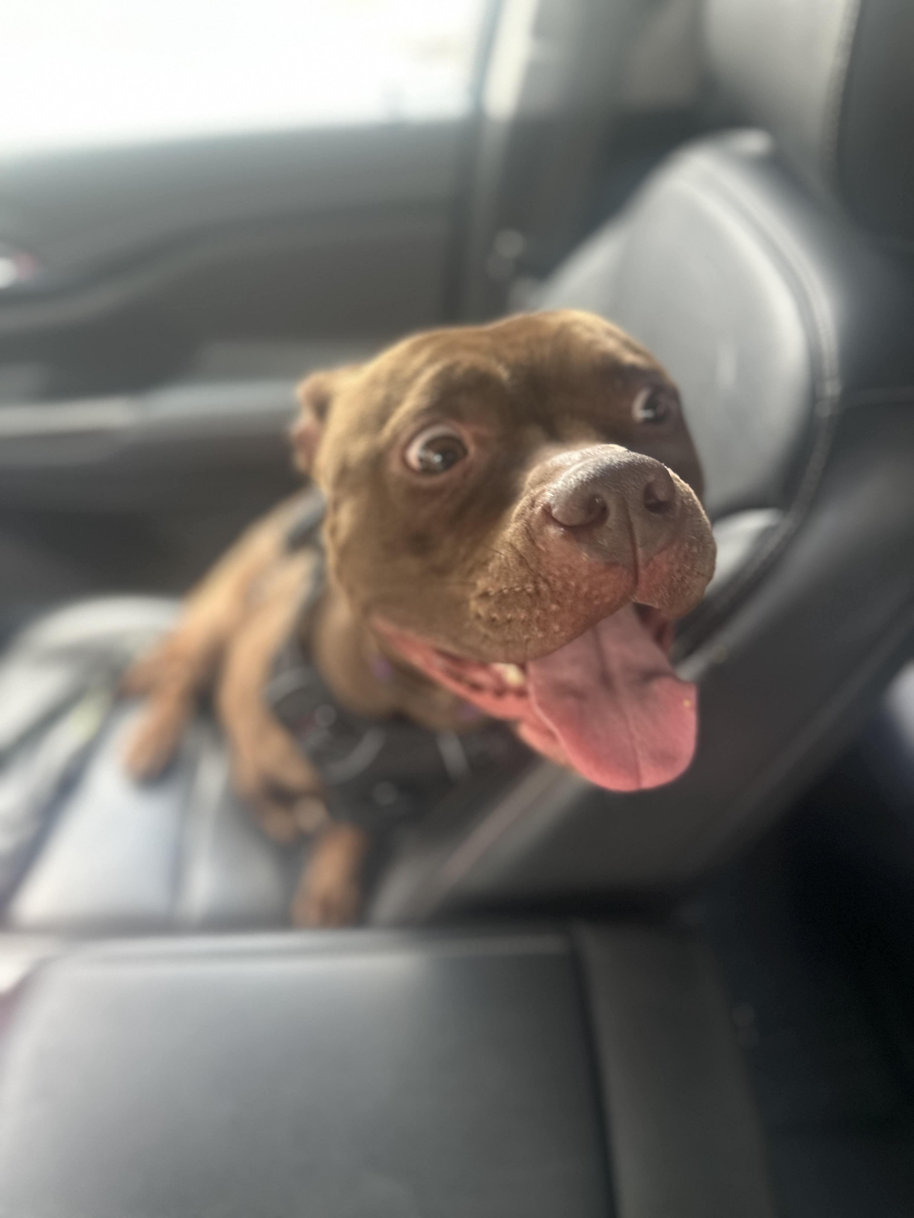 Enlarge Princess, an adoptable American Bully in Youngstown, OH image 5/6