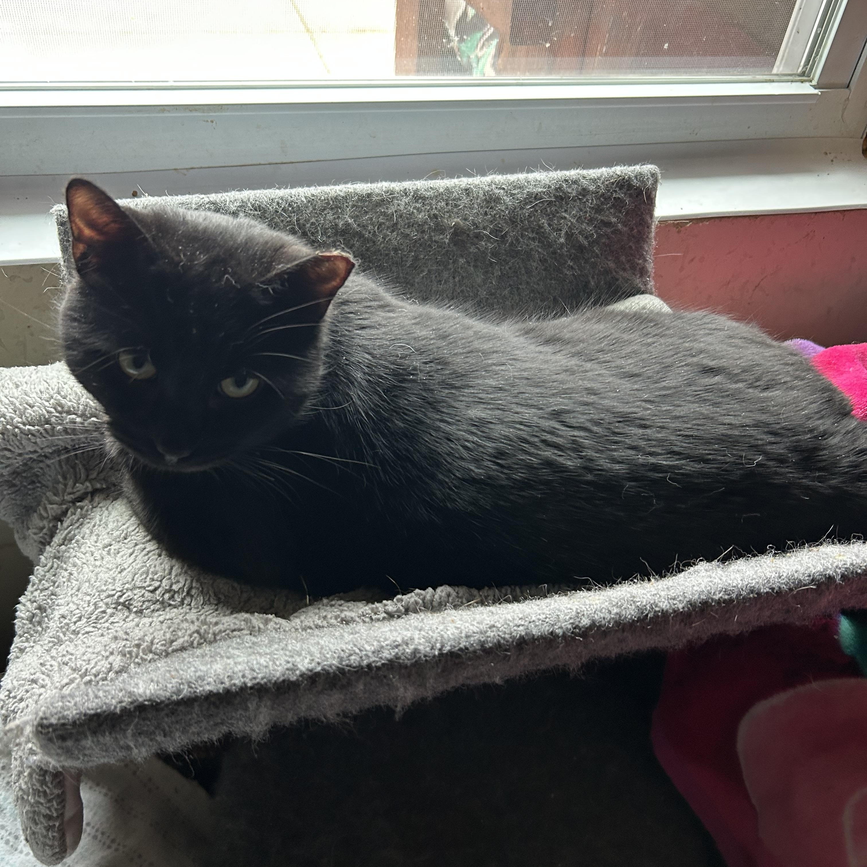 Pie, ADOPTABLE, Adult Male Domestic Short Hair.