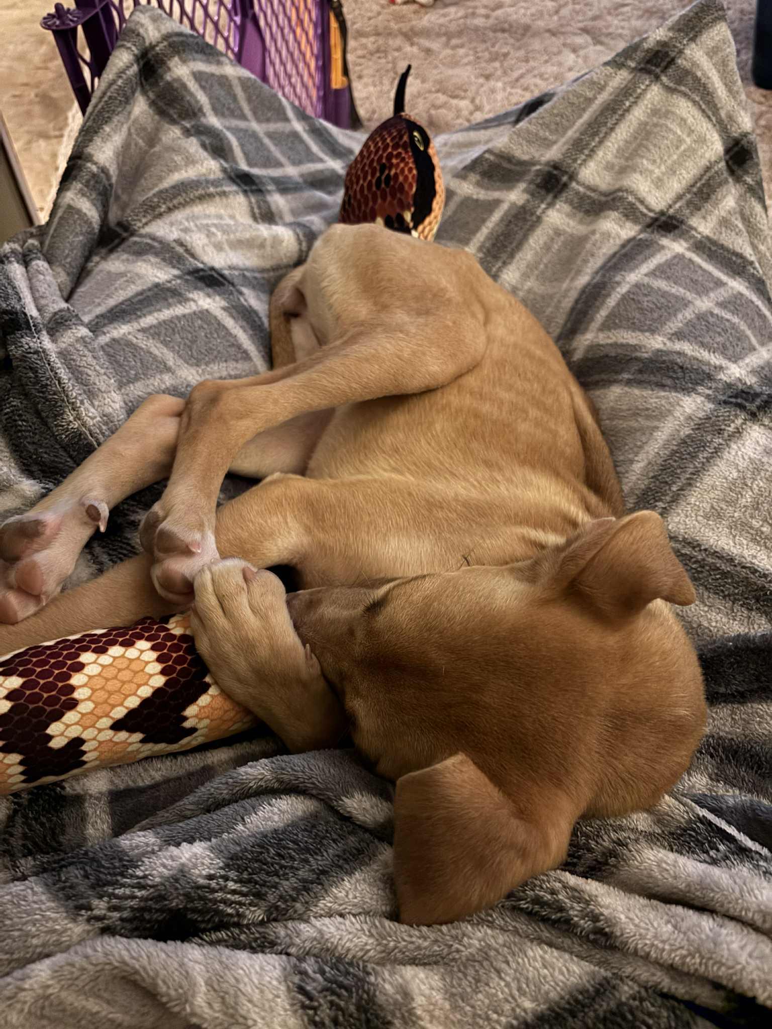 Stella, a Adoptable mixed breed in Stafford, NY image 3/6