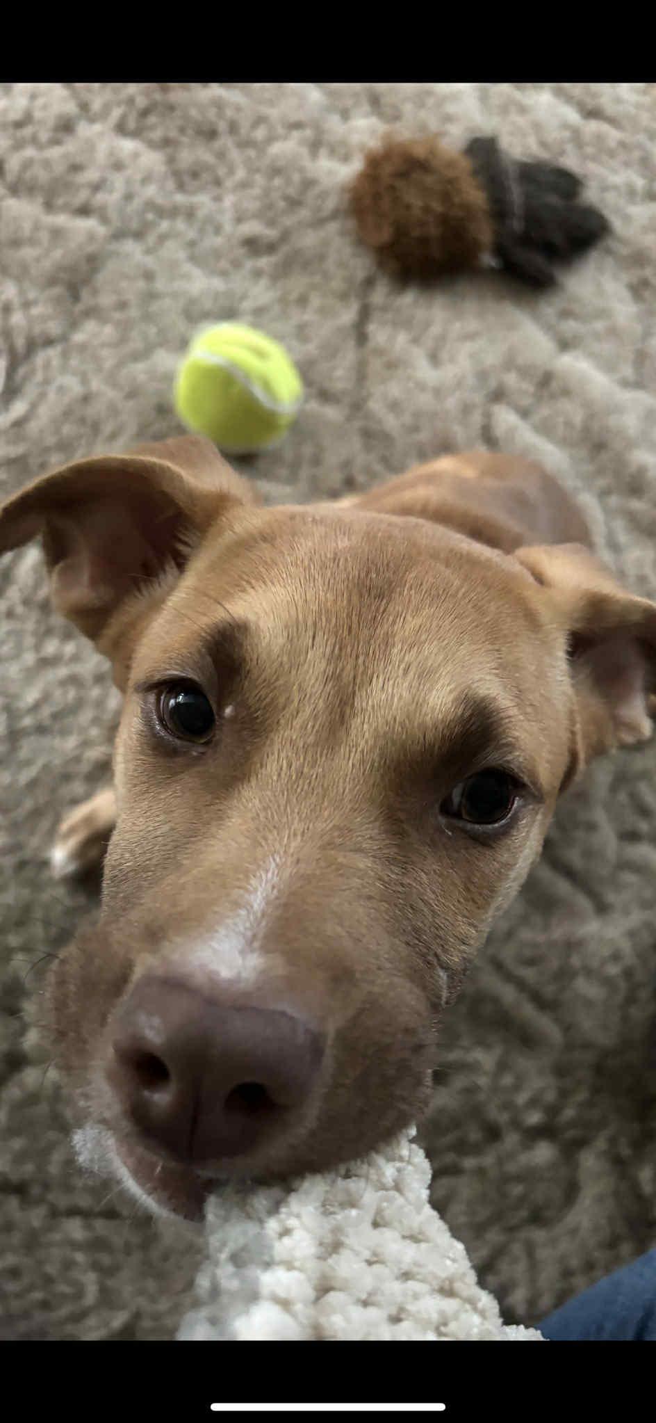 Stella, a Adoptable mixed breed in Stafford, NY image 4/6