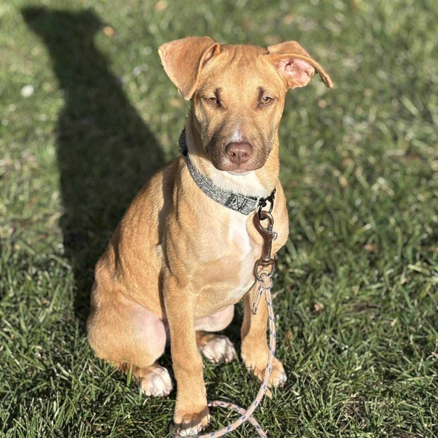 Stella, Adoptable, Young Female Mixed Breed.