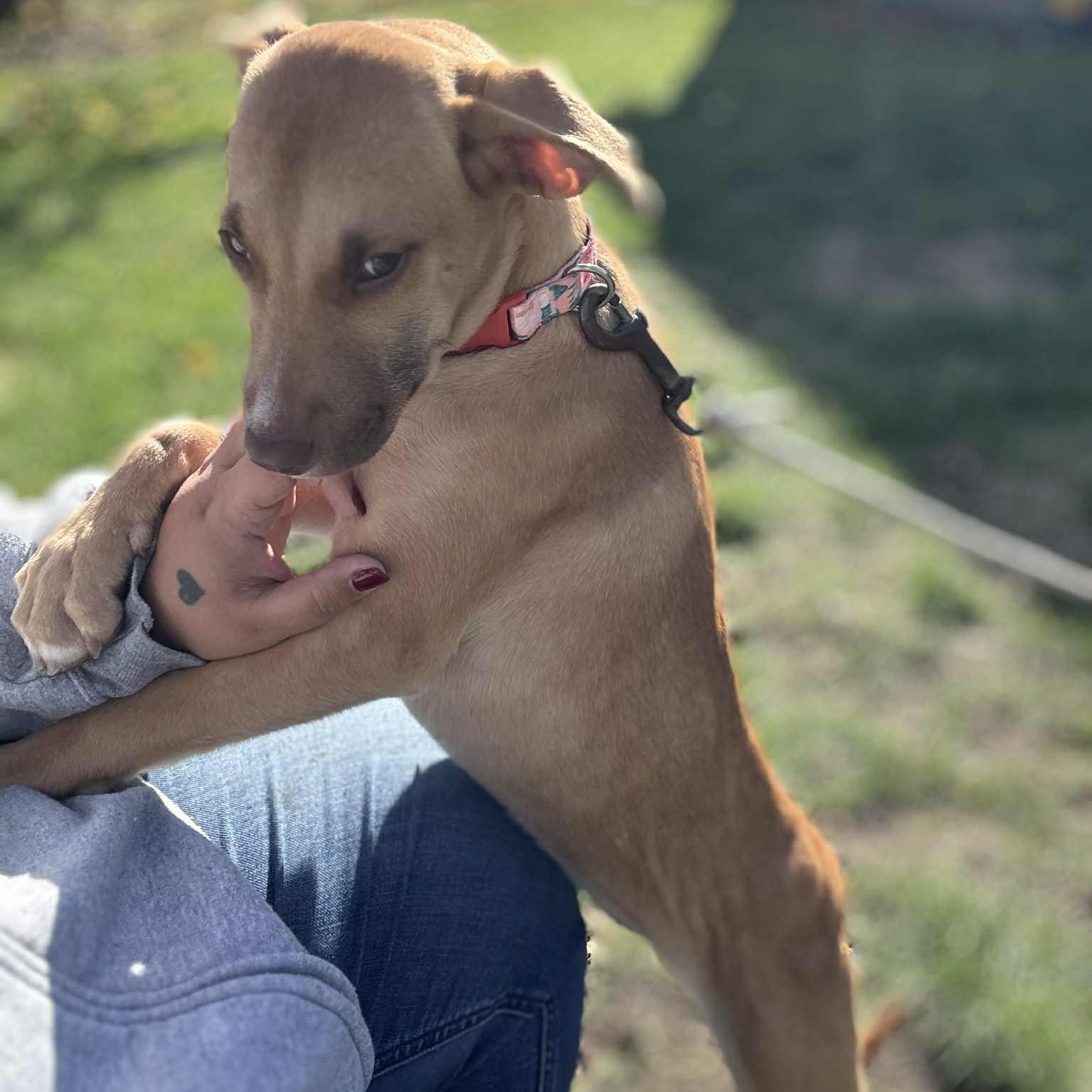 Stella, a Adoptable mixed breed in Stafford, NY image 5/6