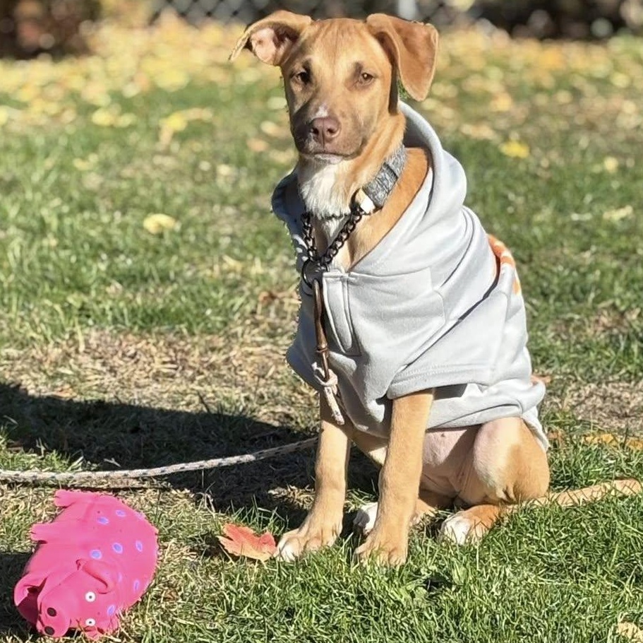 Stella, a Adoptable mixed breed in Stafford, NY image 6/6