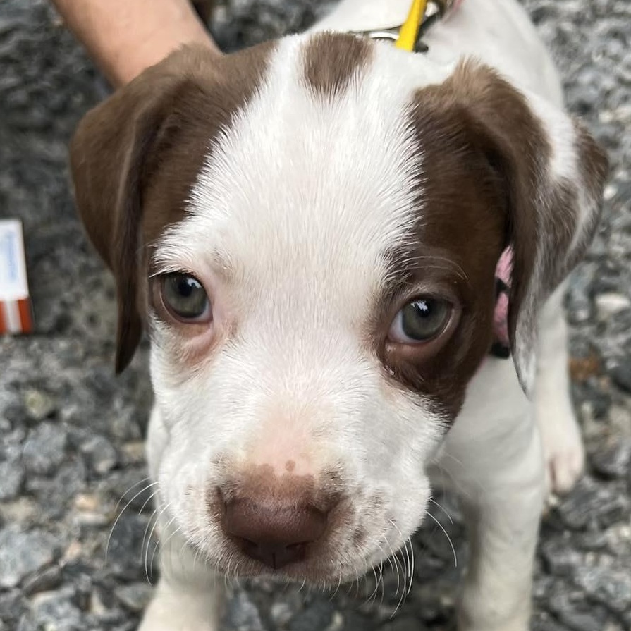 Pippa