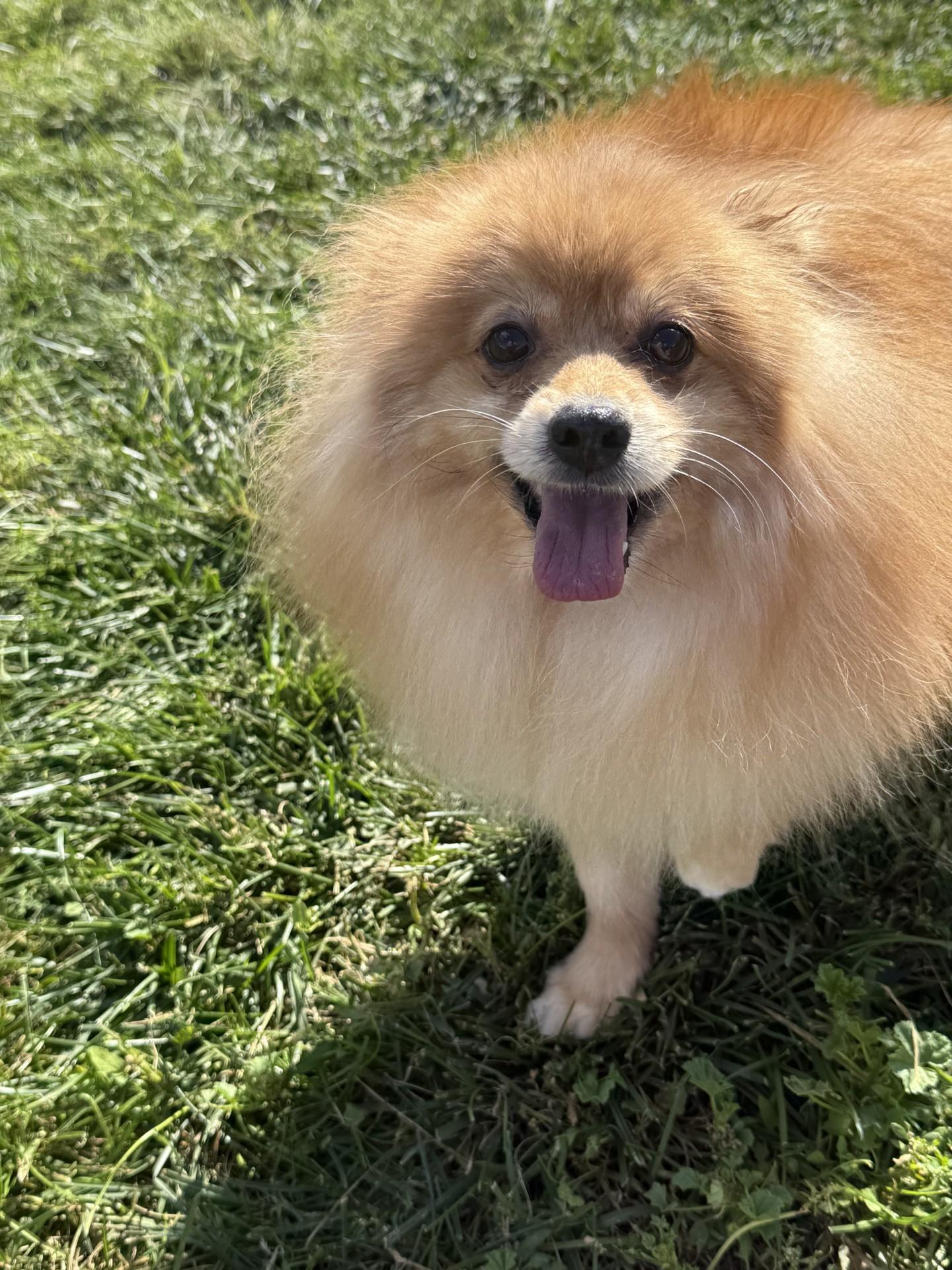Tater, an adoptable Pomeranian in Grant, NE, 69140 | Photo Image 2