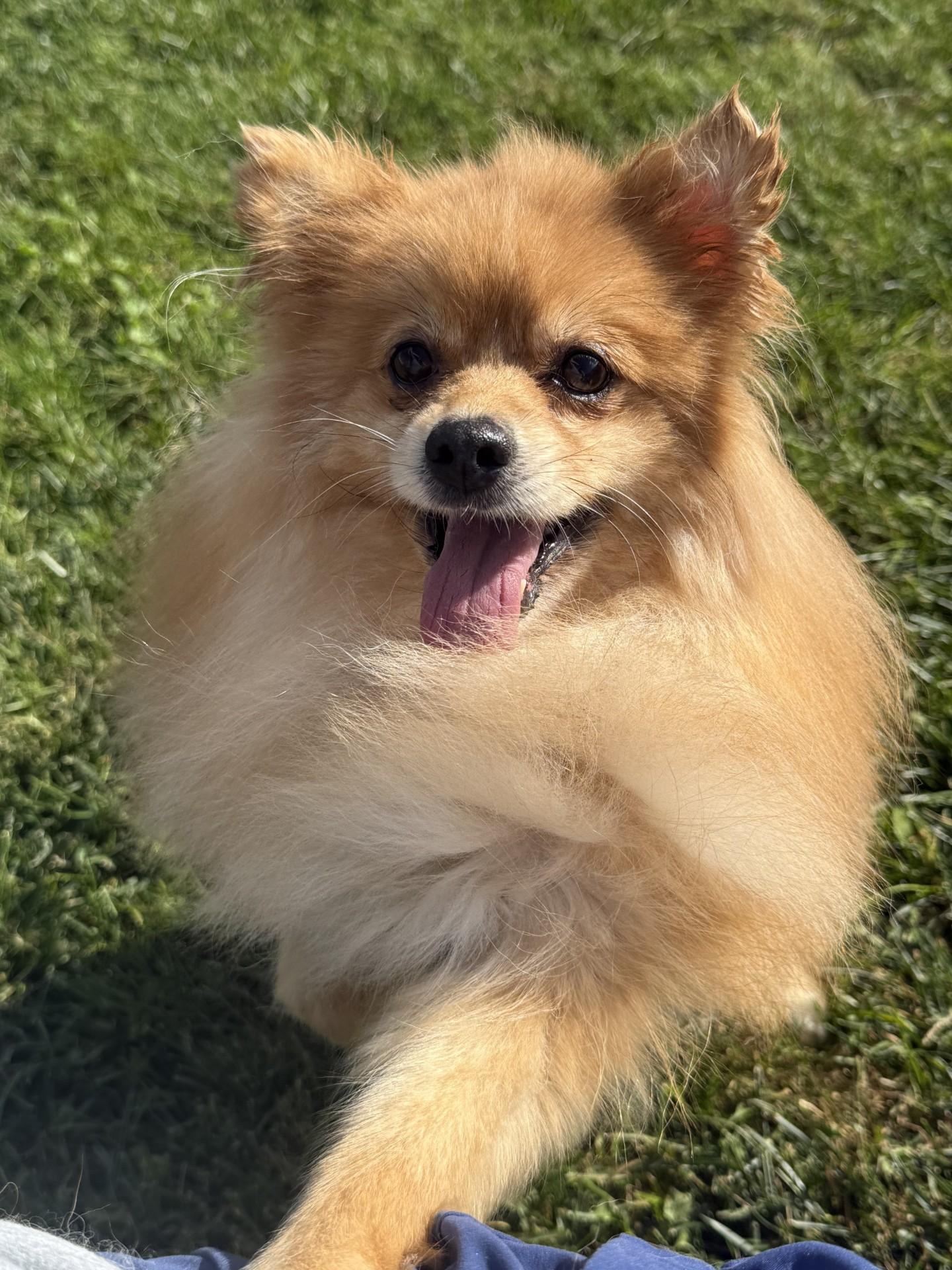 Tater, an adoptable Pomeranian in Grant, NE, 69140 | Photo Image 3
