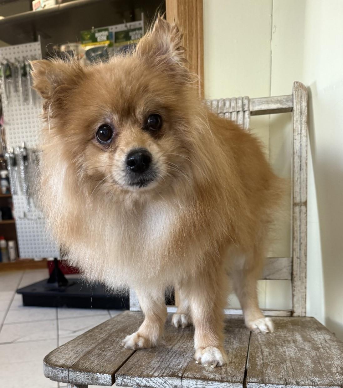 Tater, an adoptable Pomeranian in Grant, NE, 69140 | Photo Image 1