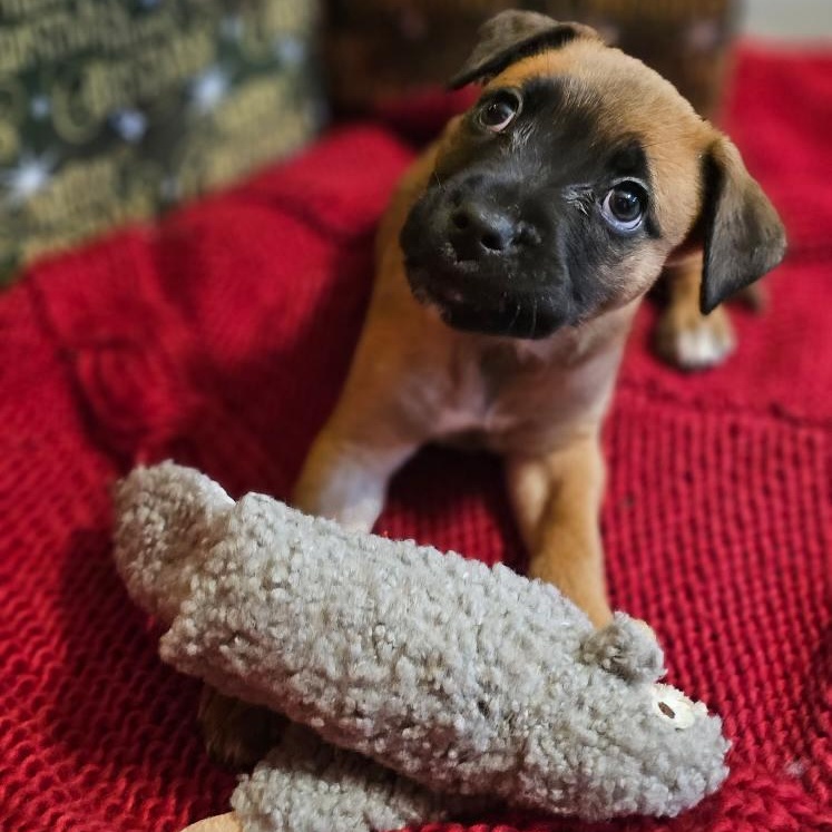 Dog for adoption - Dolly, a Boxer & Black Mouth Cur Mix in GAINESVILLE