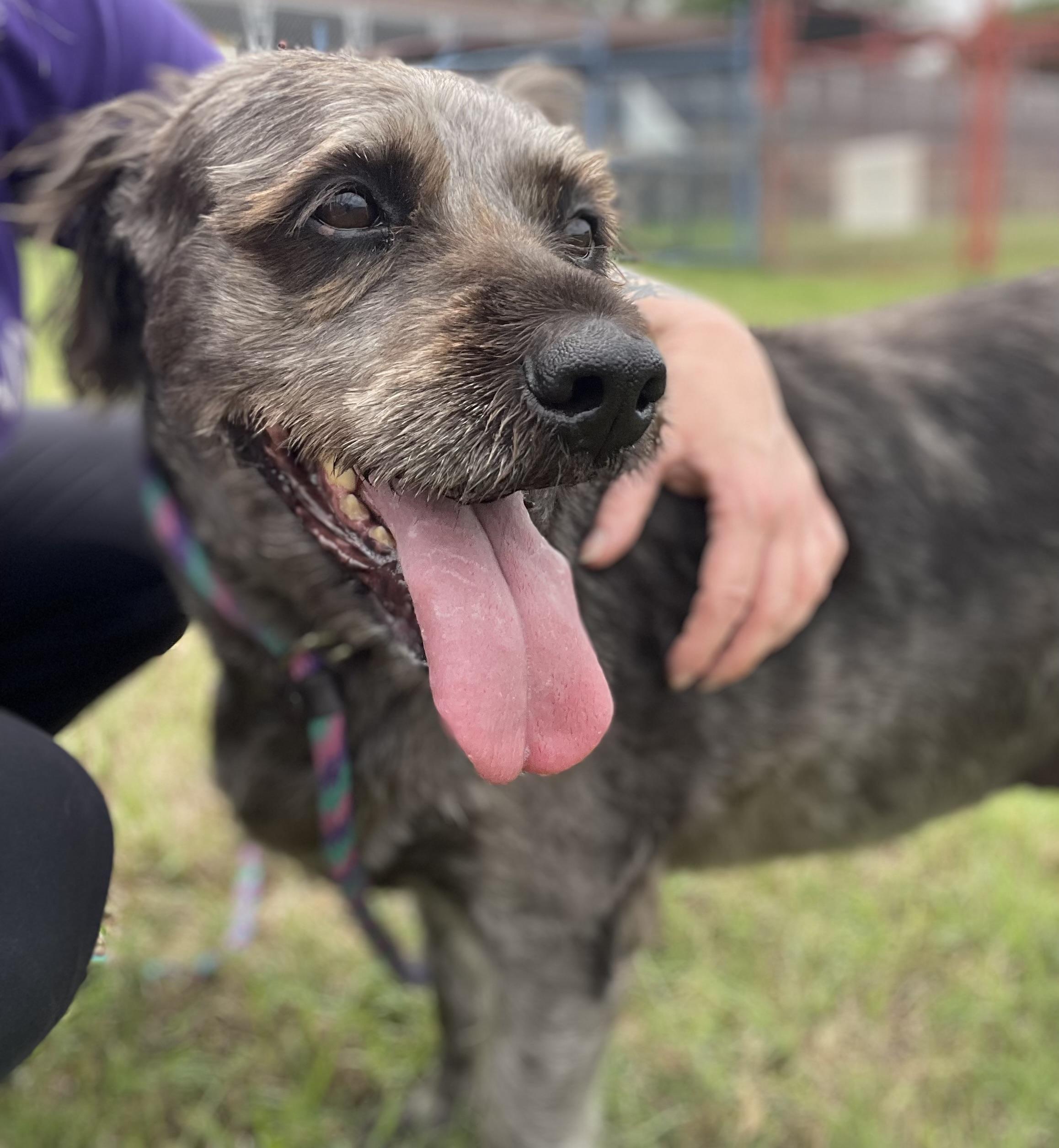Maggie, Adult Female Terrier