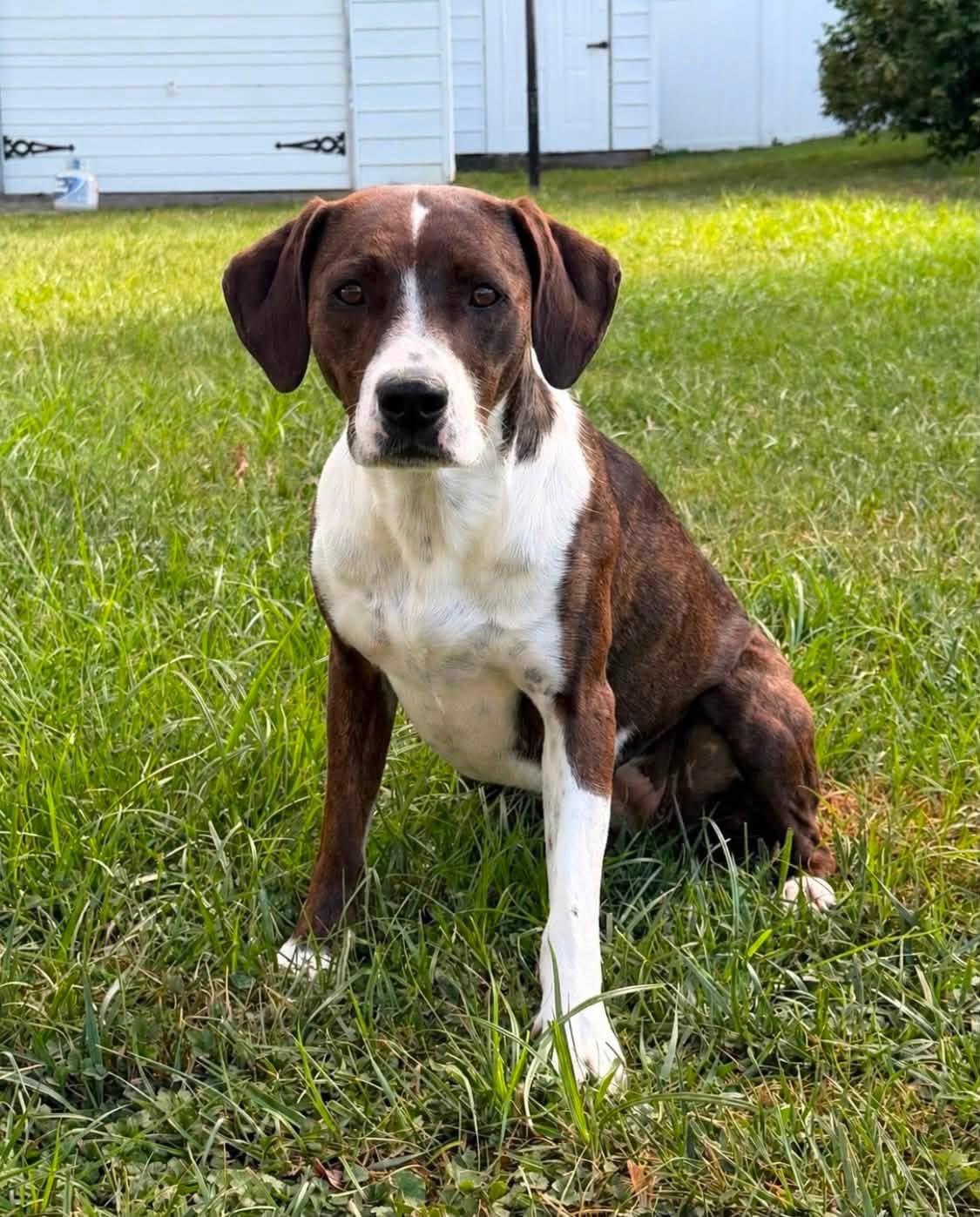 Jessie, Adoptable, Adult Female Boxer & Beagle.