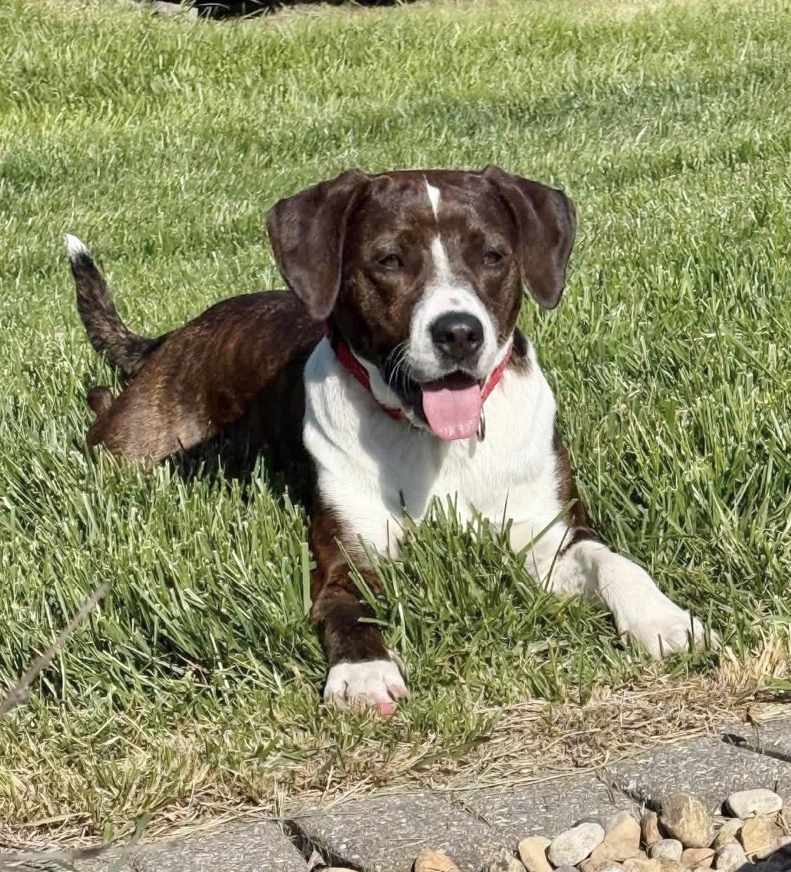 Jessie, ADOPTABLE, Adult Female Boxer & Beagle.