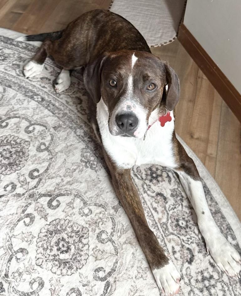 Jessie, a ADOPTABLE mixed breed in Godfrey, IL image 2/4