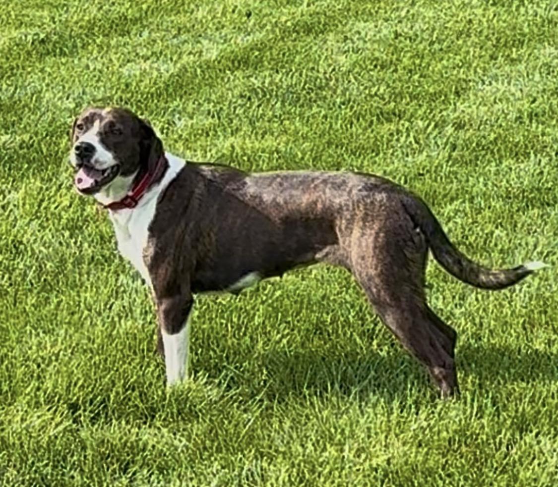 Jessie, a ADOPTABLE mixed breed in Godfrey, IL image 3/4