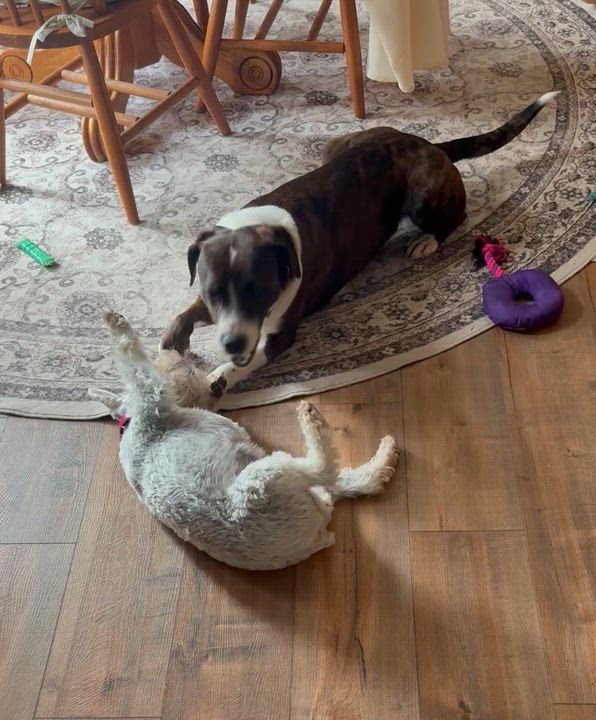 Enlarge Jessie, a ADOPTABLE mixed breed in Godfrey, IL video 4/4