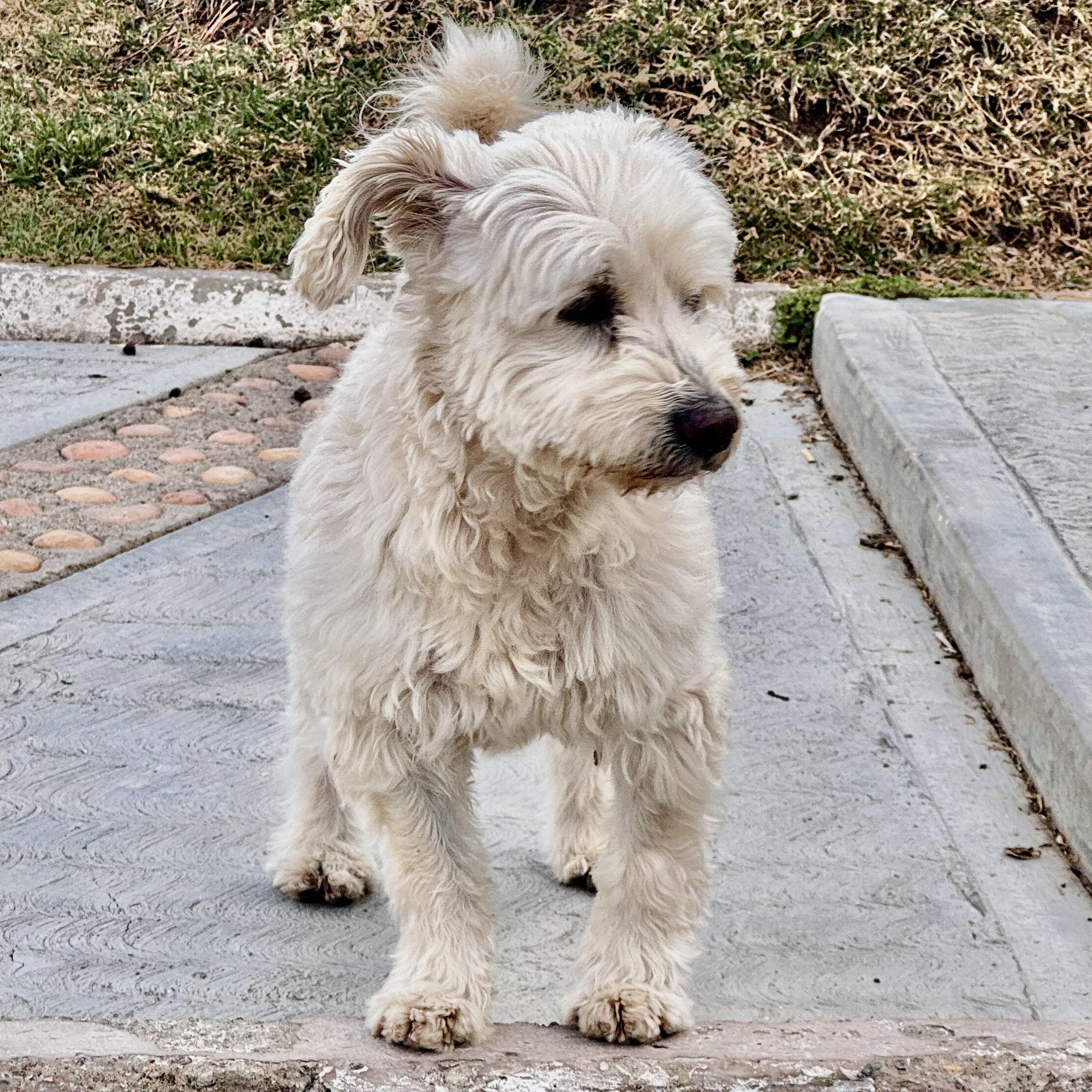 Snow — thumbnail 3