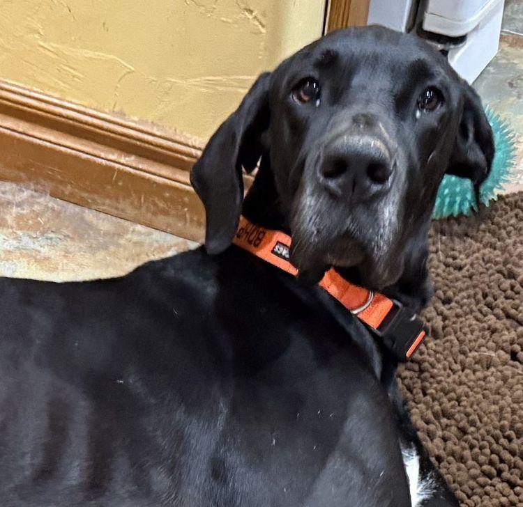 Enlarge Athena, a Adoptable Great Dane in Larkspur, CO image 4/4