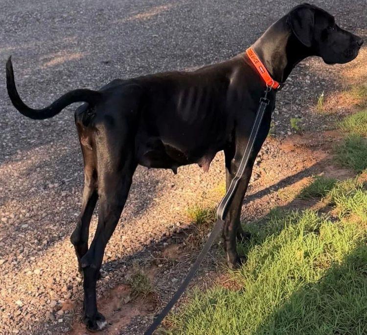 Athena, a Adoptable Great Dane in Larkspur, CO image 2/3