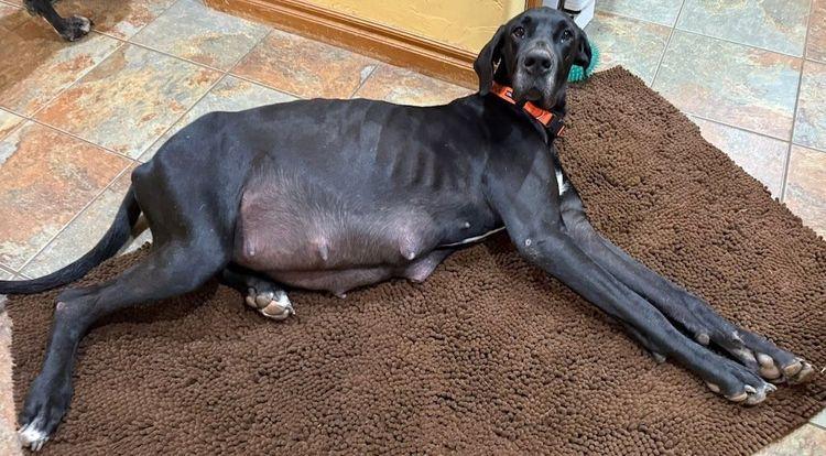 Athena, a Adoptable Great Dane in Larkspur, CO image 3/3