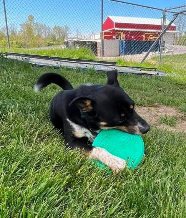 Turbo, Adoptable, Young Male Cattle Dog & Mixed Breed.