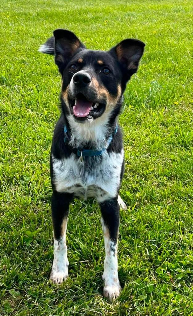 Enlarge Turbo, a Adoptable mixed breed in Lagrange, IN image 2/6