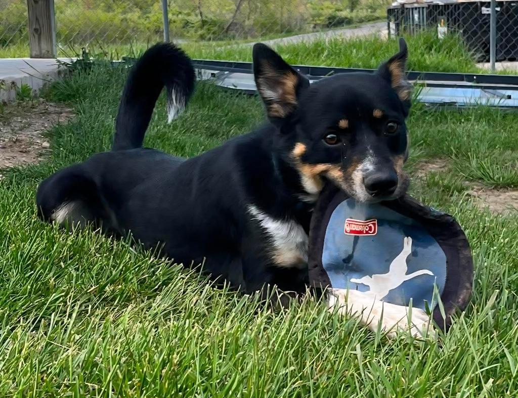 Enlarge Turbo, a Adoptable mixed breed in Lagrange, IN image 3/6