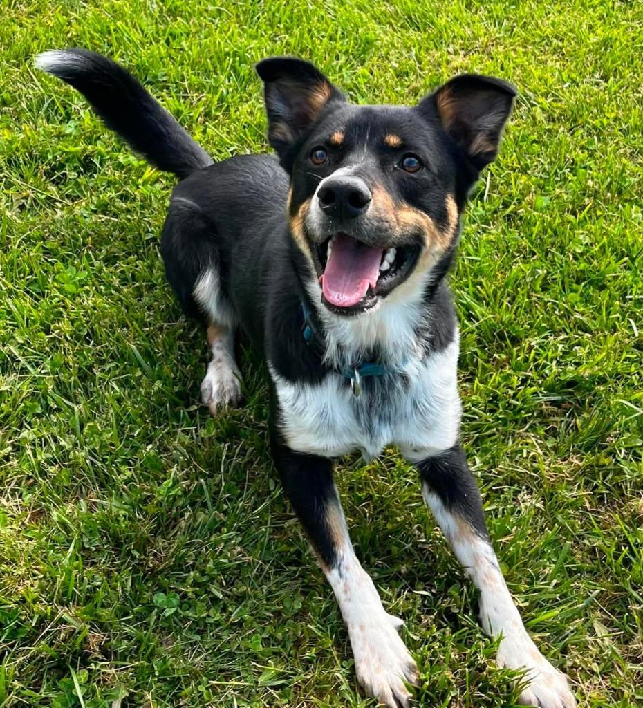 Enlarge Turbo, a Adoptable mixed breed in Lagrange, IN image 5/6