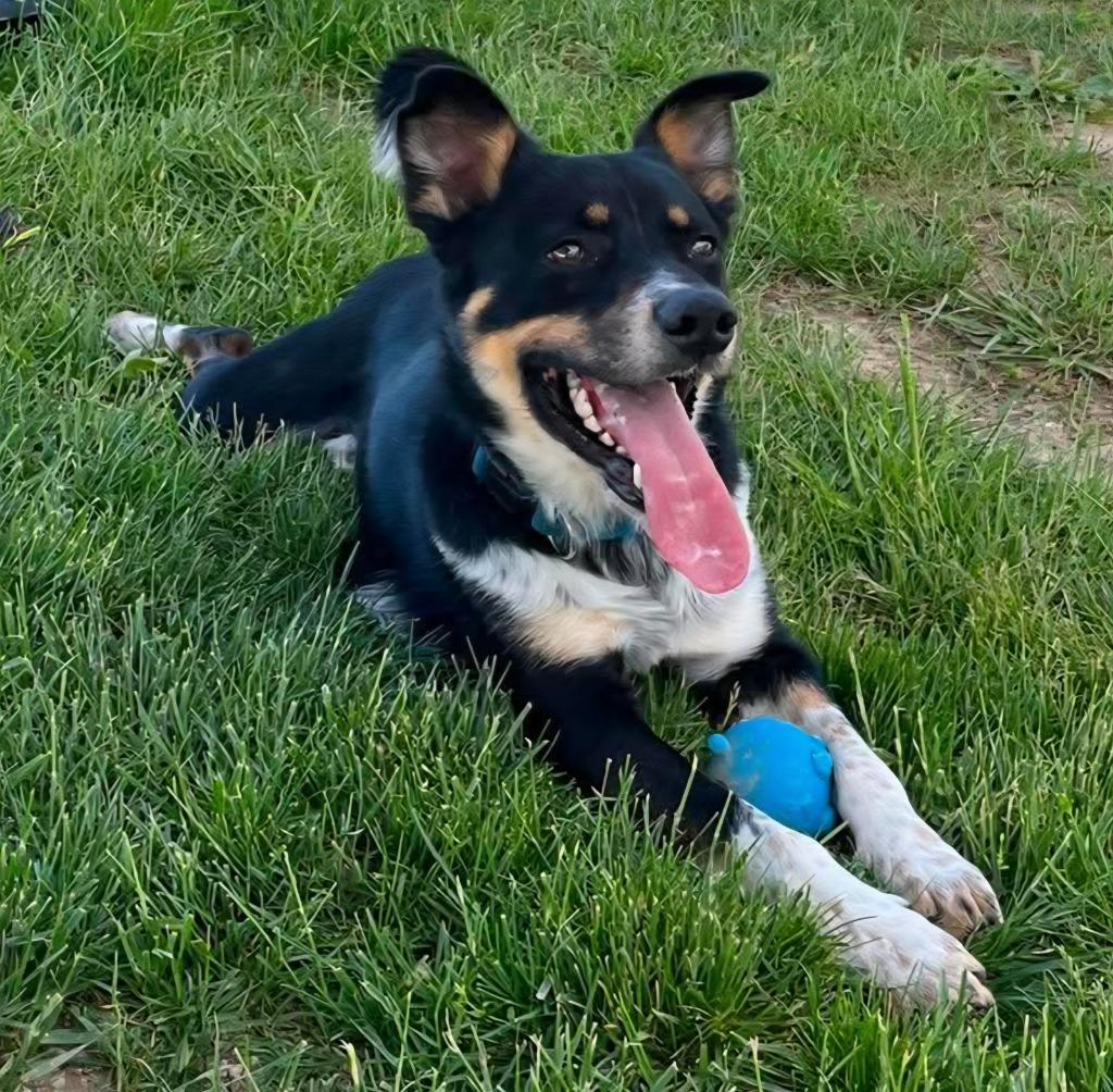 Enlarge Turbo, a Adoptable mixed breed in Lagrange, IN image 6/6