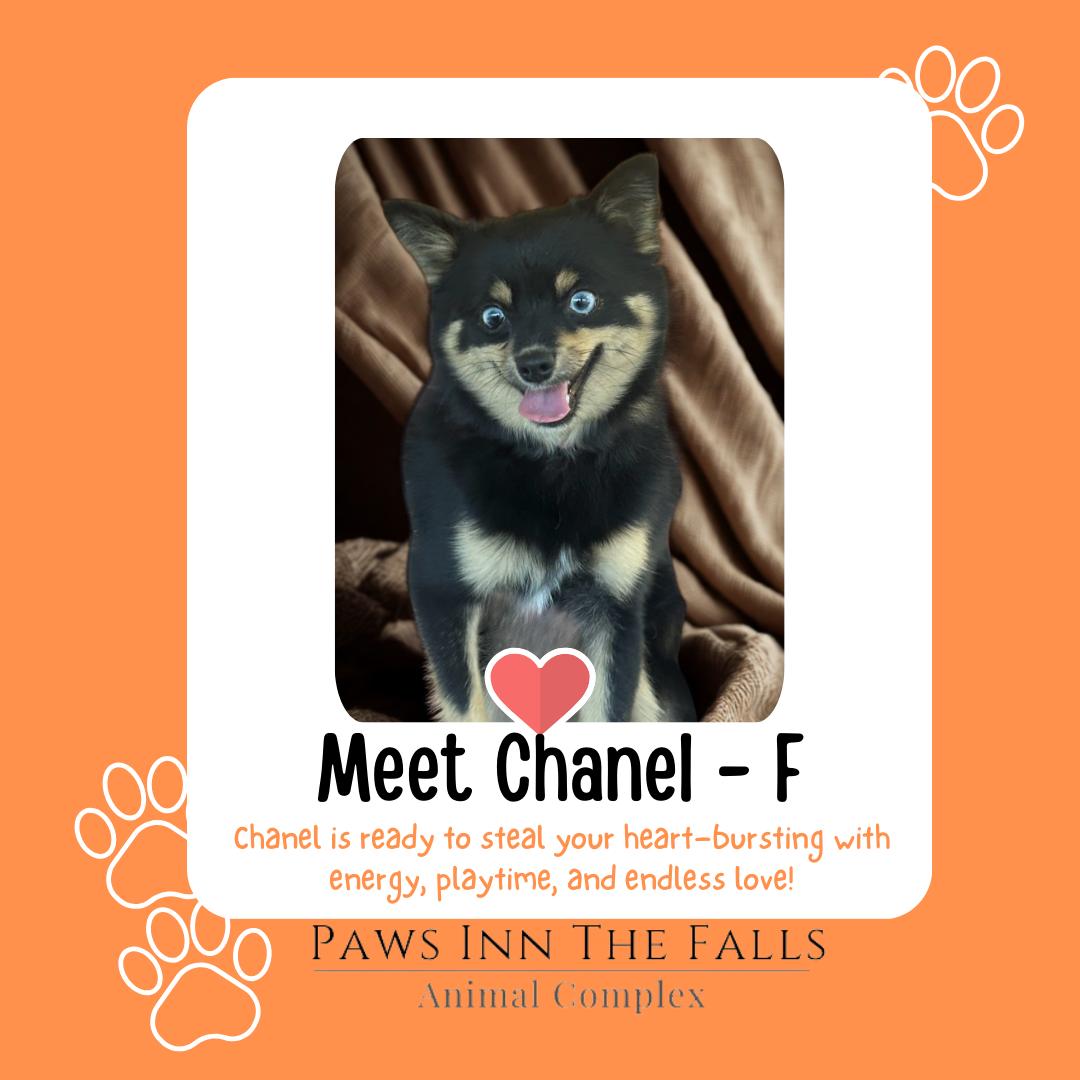 Chanel, ADOPTABLE, Young Female Pomsky.
