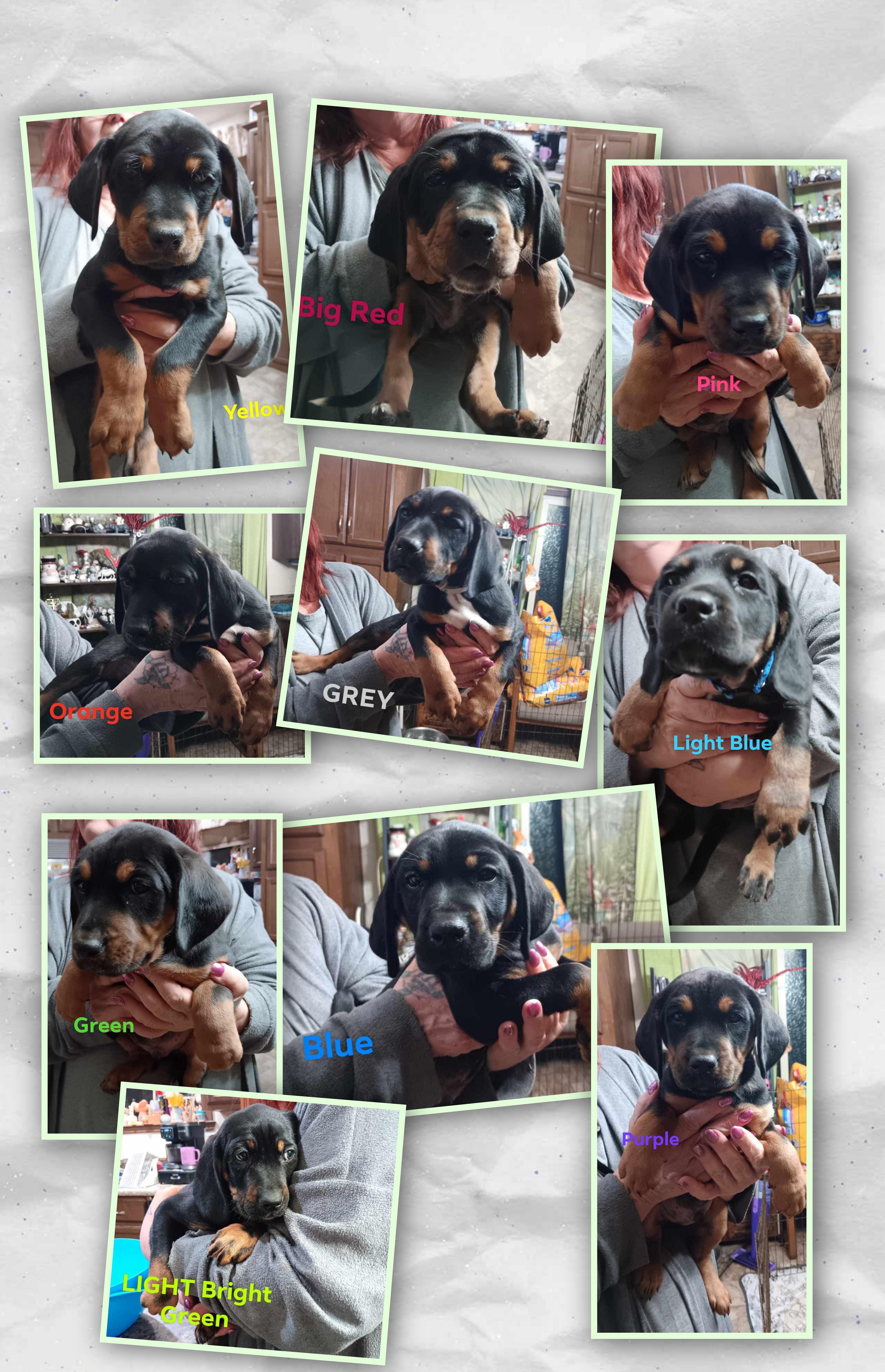 Enlarge Puppies, an adopted mixed breed in Fort Wayne, IN image 1/1