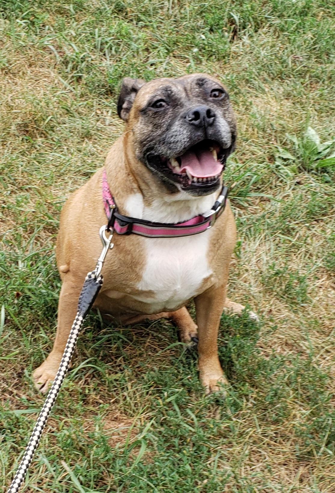 Emmy, Adoptable, Senior Female Boxer.