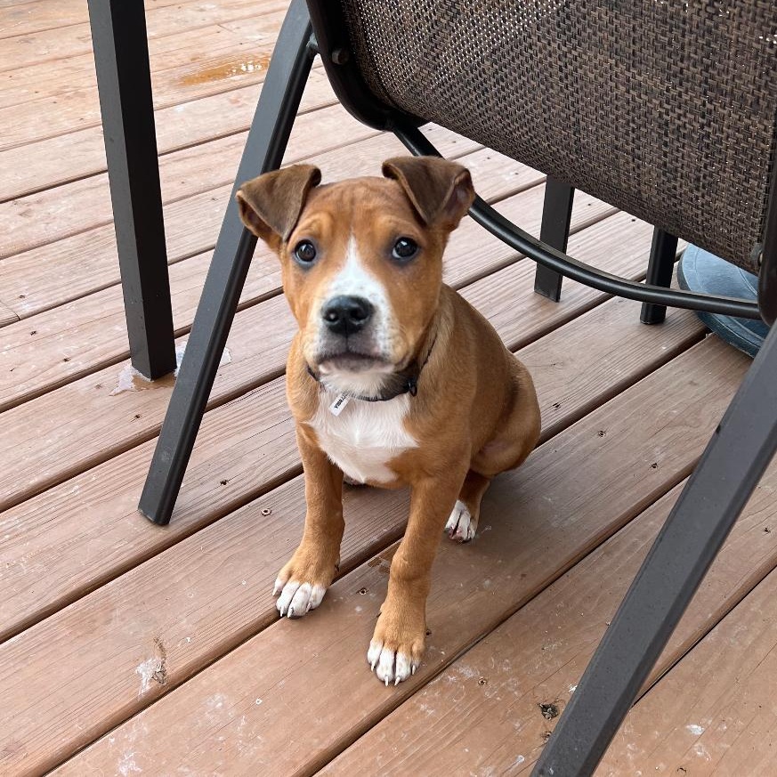 Charlie, a Adoptable Mixed Breed in Maineville, OH image 2/5