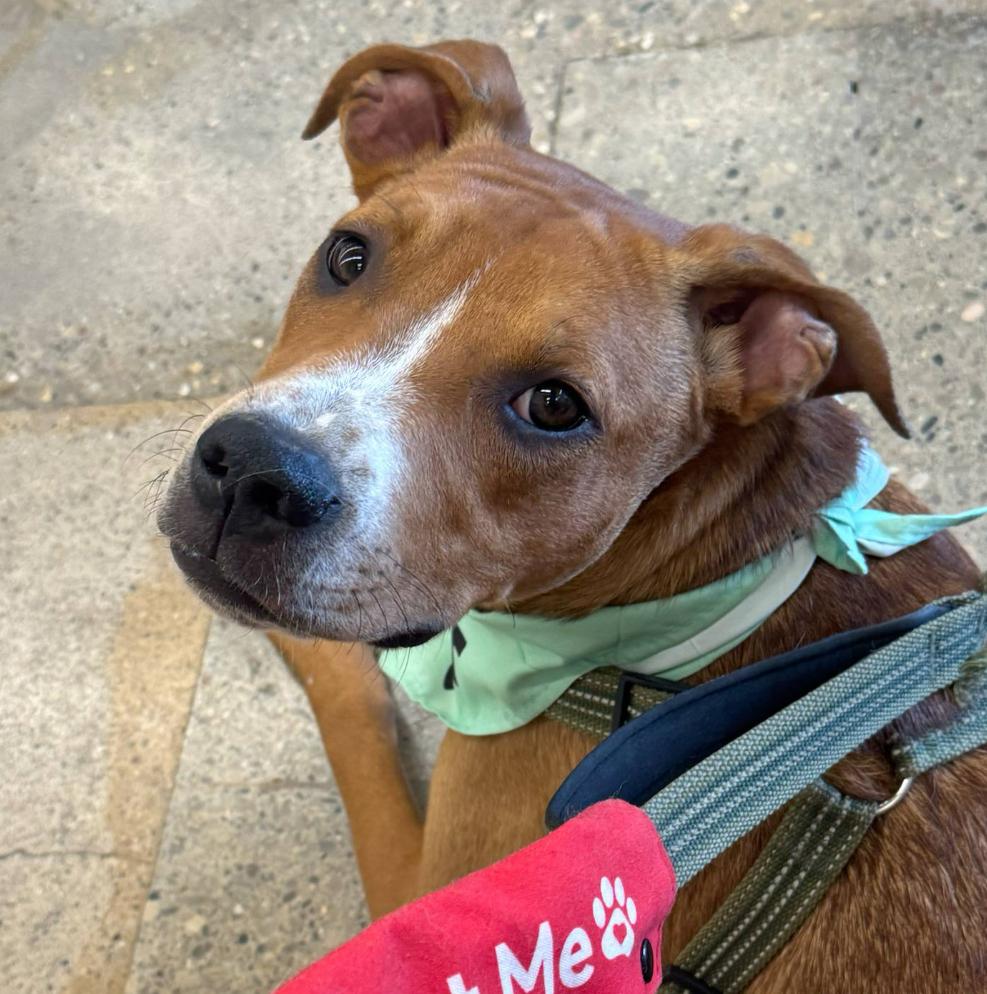 Charlie, a Adoptable Mixed Breed in Maineville, OH image 5/5