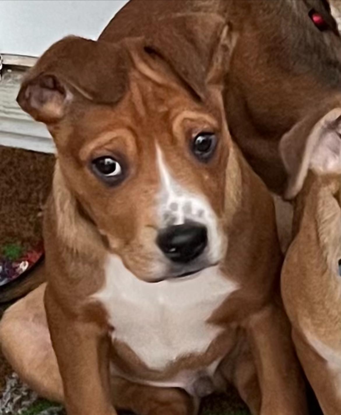 Charlie, a Adoptable Mixed Breed in Maineville, OH image 3/5