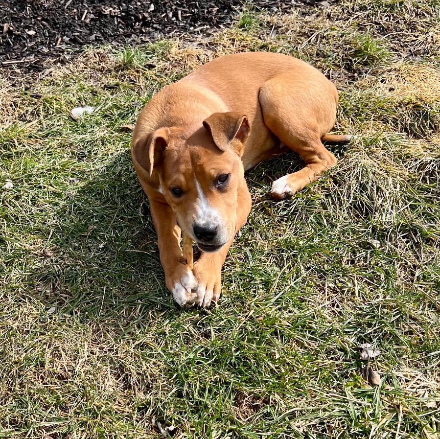 Charlie, a Adoptable Mixed Breed in Maineville, OH image 4/5