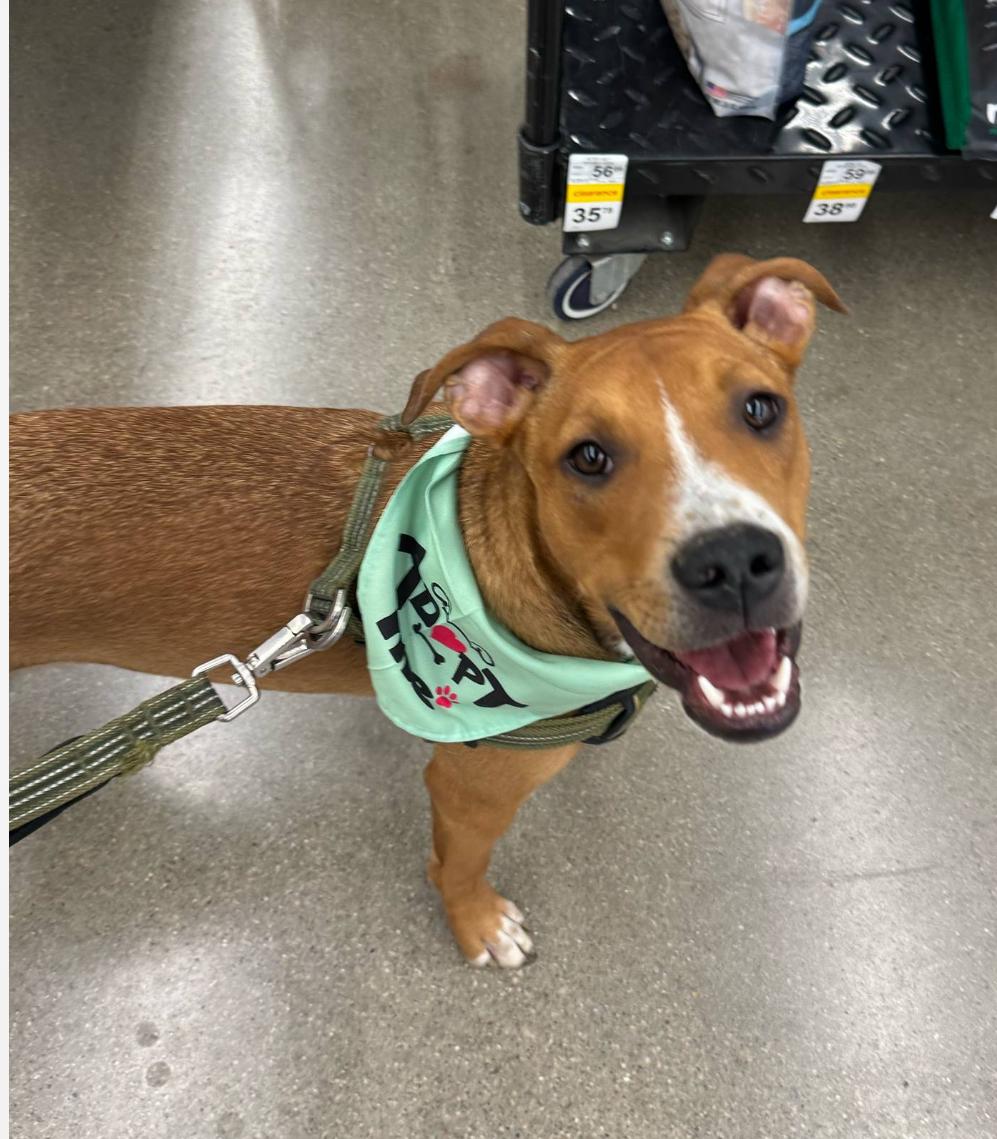 Charlie, Adoptable, Puppy Male Mixed Breed.