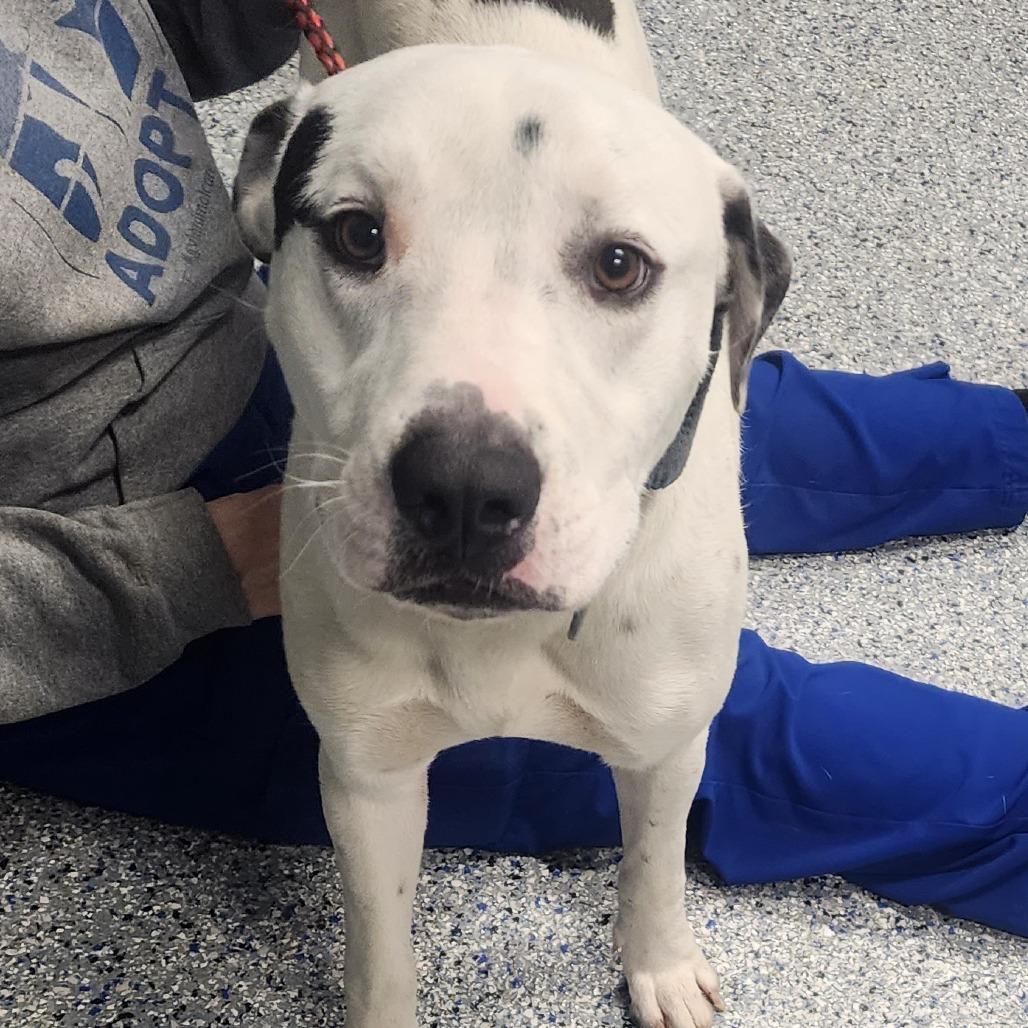 Romeo, Adoptable, Adult Male American Staffordshire Terrier.