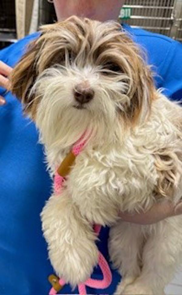 Enlarge 25-12-3713 Clara, a Adoptable mixed breed in Dallas, GA image 1/1