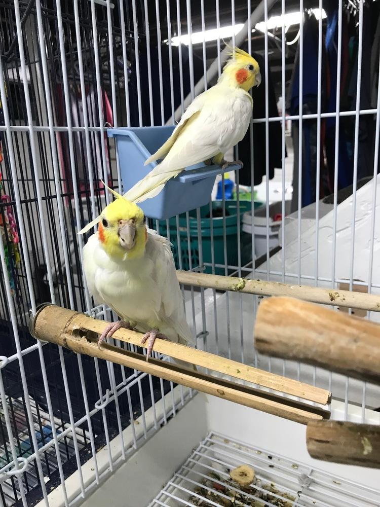 Enlarge LUCY AKA LUCIFER, a Adopted Cockatiel in West Mifflin, PA image 1/1
