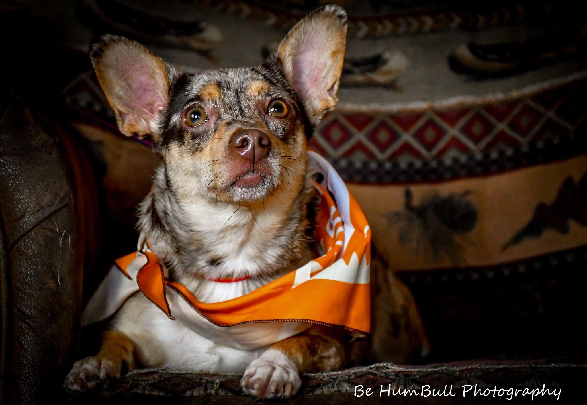 Enlarge Ruby, a ADOPTABLE mixed breed in Georgetown , CA image 1/1