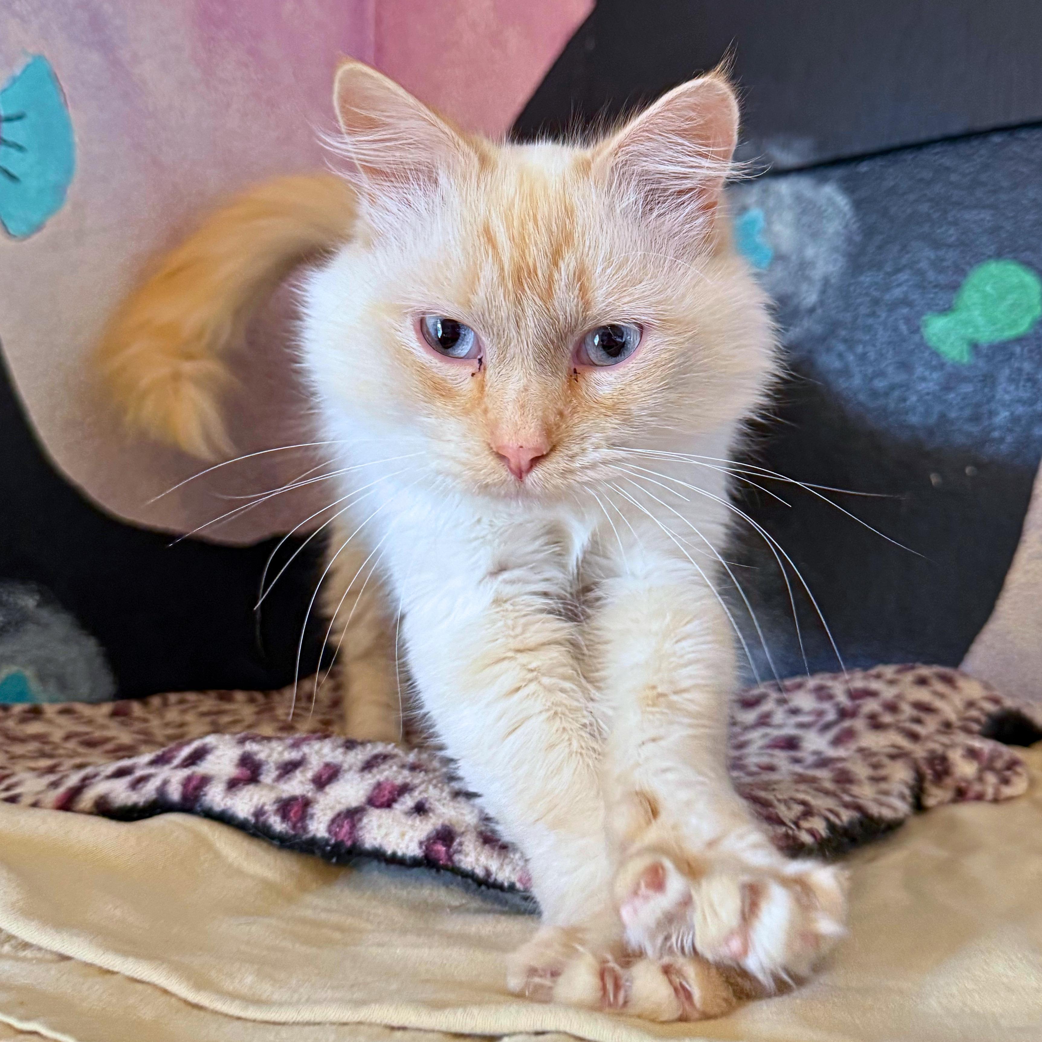 Enlarge Ghost, a Adopted Domestic Medium Hair in Ridgway, CO image 3/4