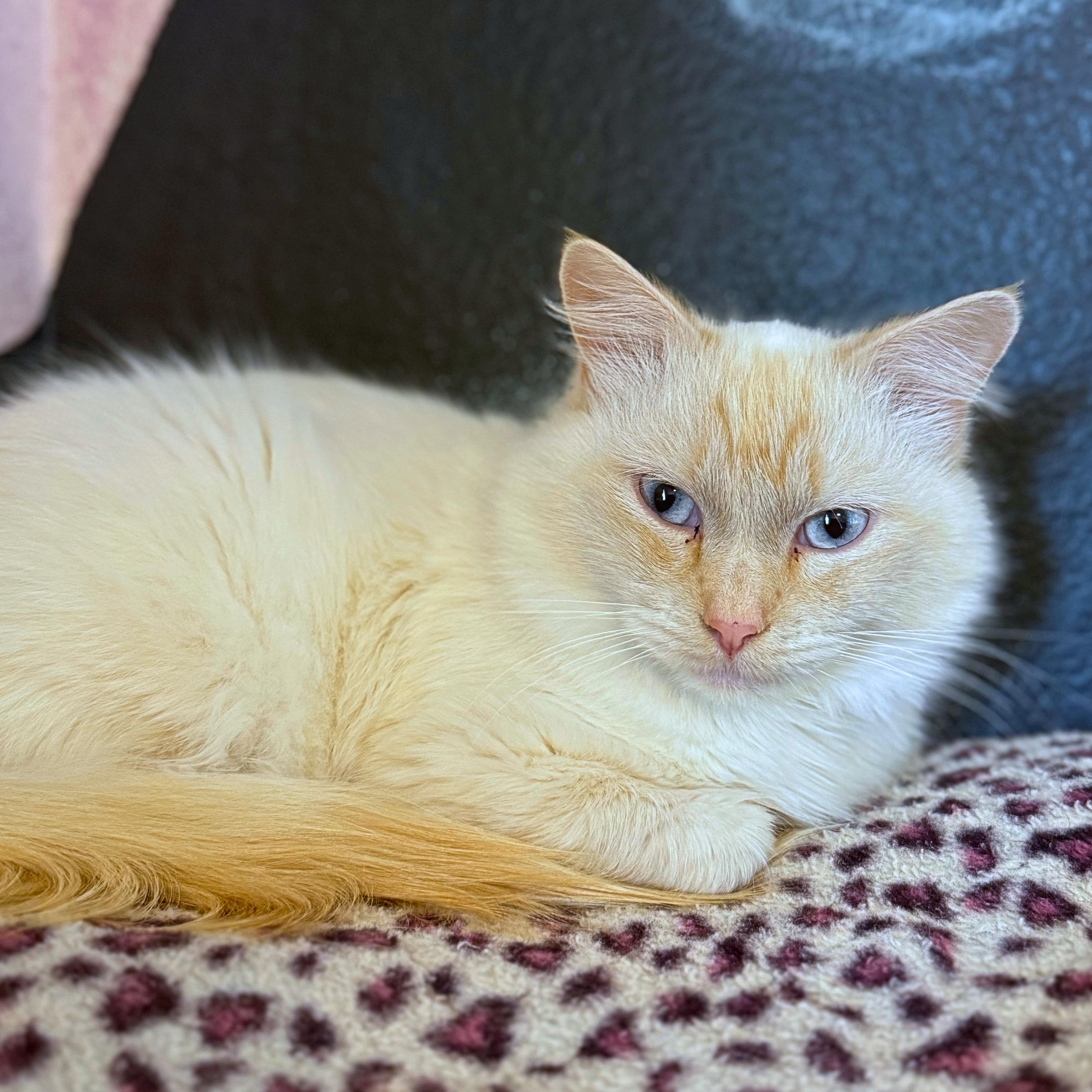 Enlarge Ghost, a Adopted Domestic Medium Hair in Ridgway, CO image 2/4