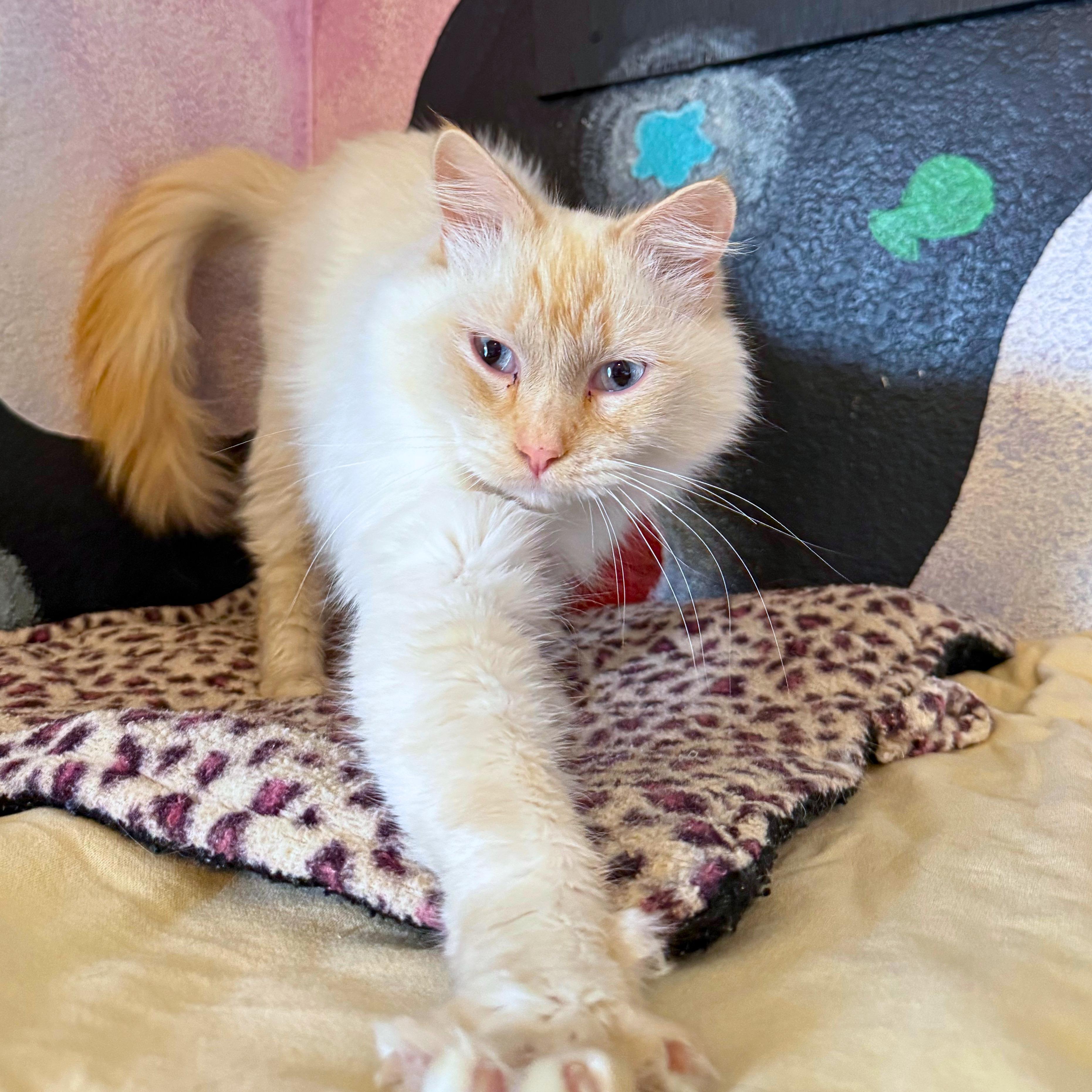 Enlarge Ghost, a Adopted Domestic Medium Hair in Ridgway, CO image 4/4