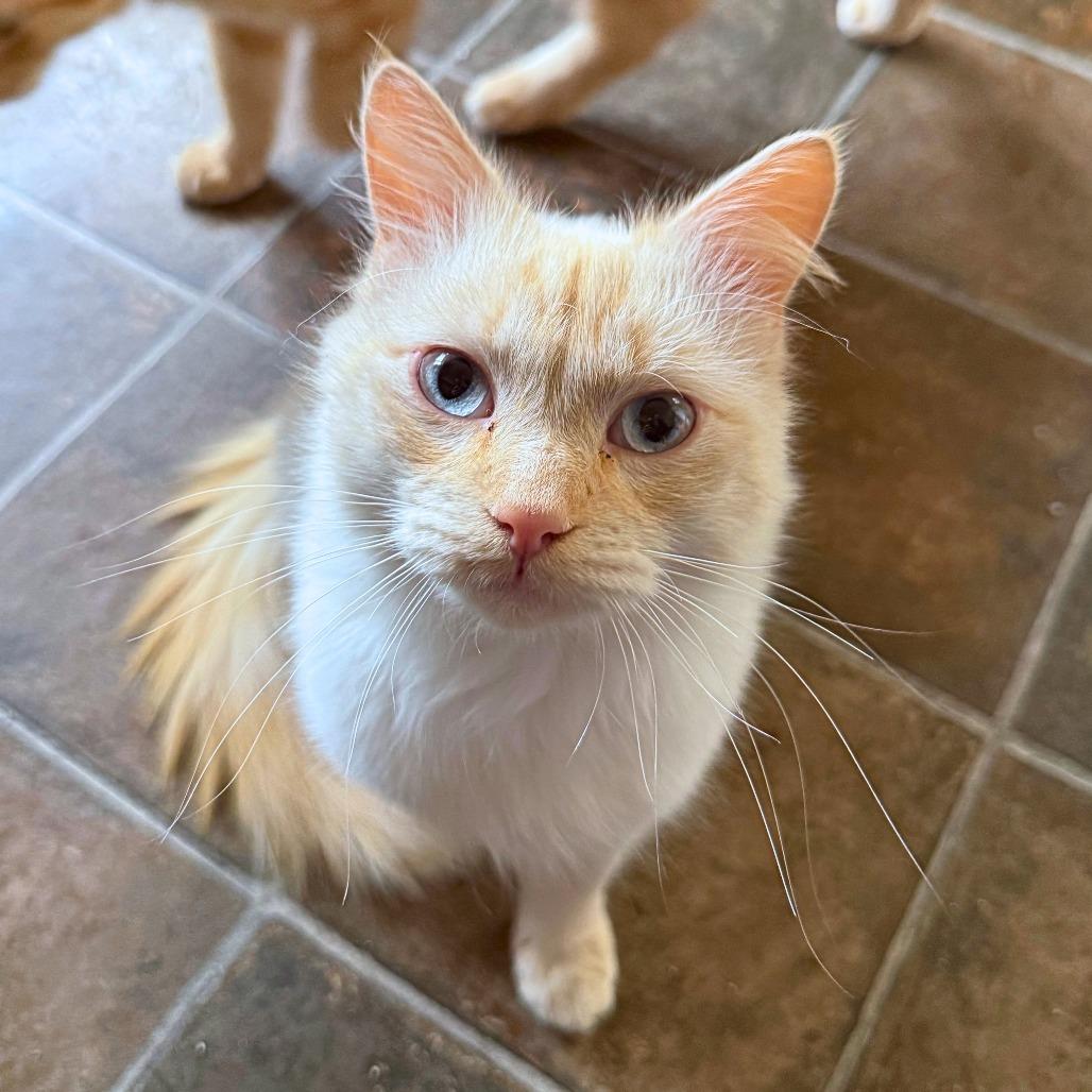 Enlarge Ghost, a Adopted Domestic Medium Hair in Ridgway, CO image 1/4