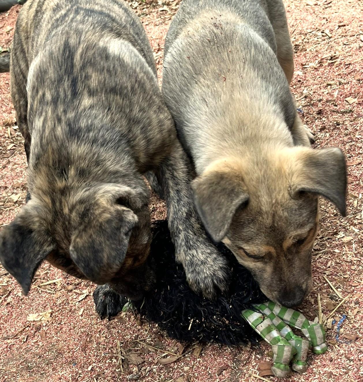 Lucky, an adopted mixed breed in Godley, TX image 5/6